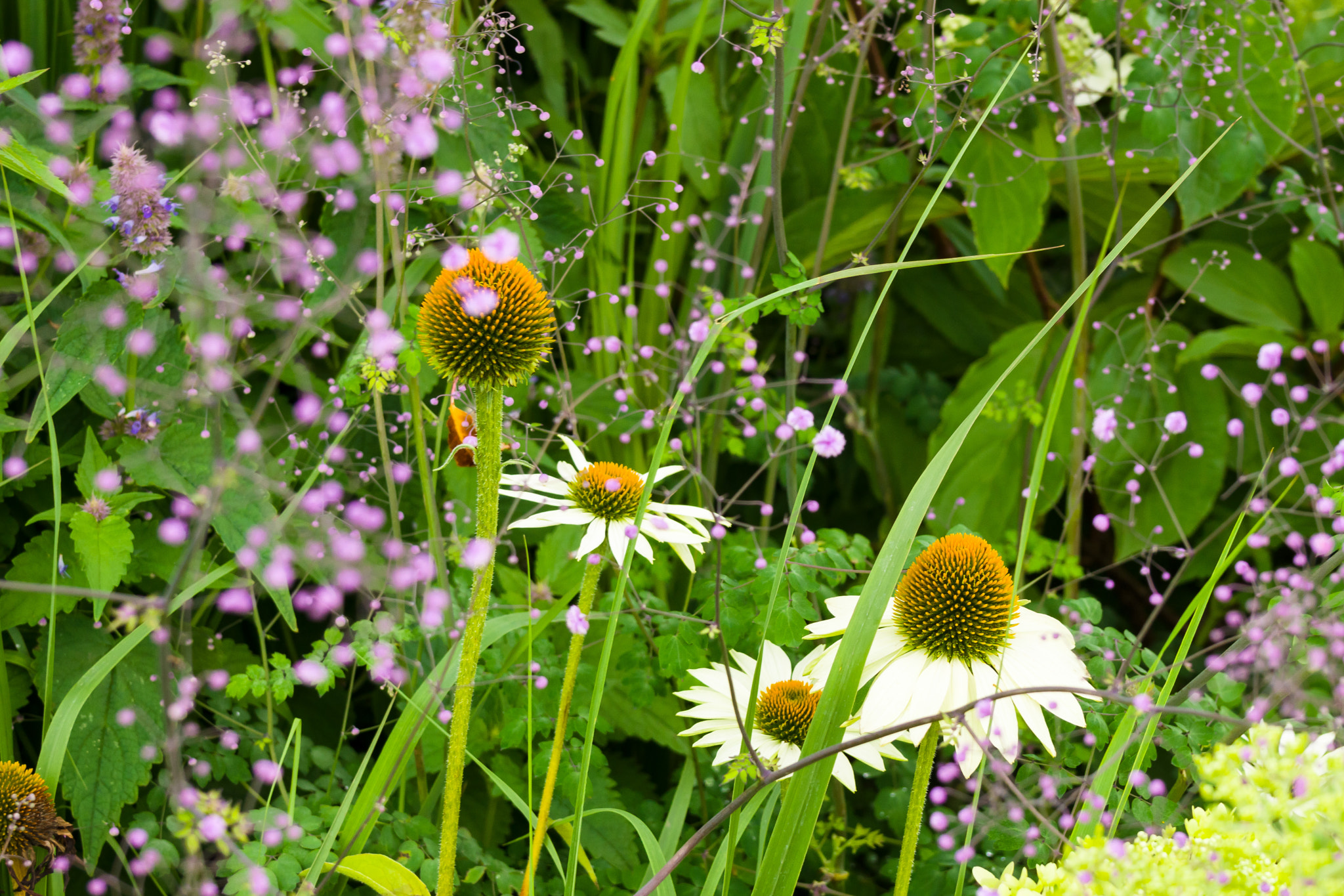 Sony 70-300mm F4.5-5.6 G SSM sample photo. Garden photography