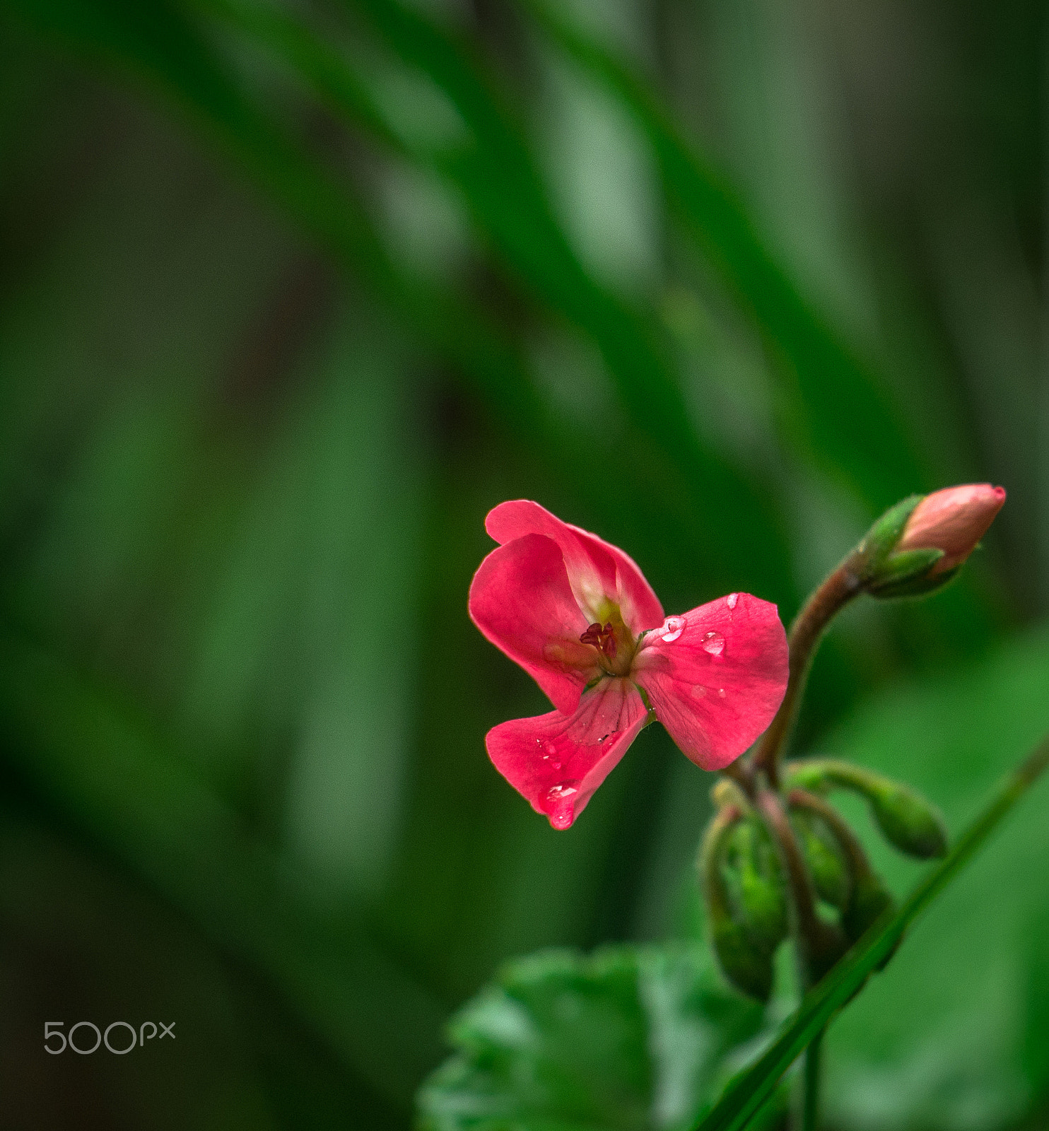 Nikon D7100 + AF Nikkor 50mm f/1.8 sample photo. Hello rain! photography