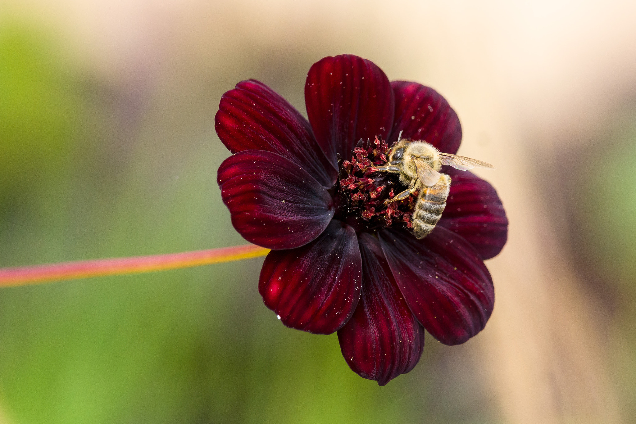 Sony 70-300mm F4.5-5.6 G SSM sample photo. Feeding insect photography