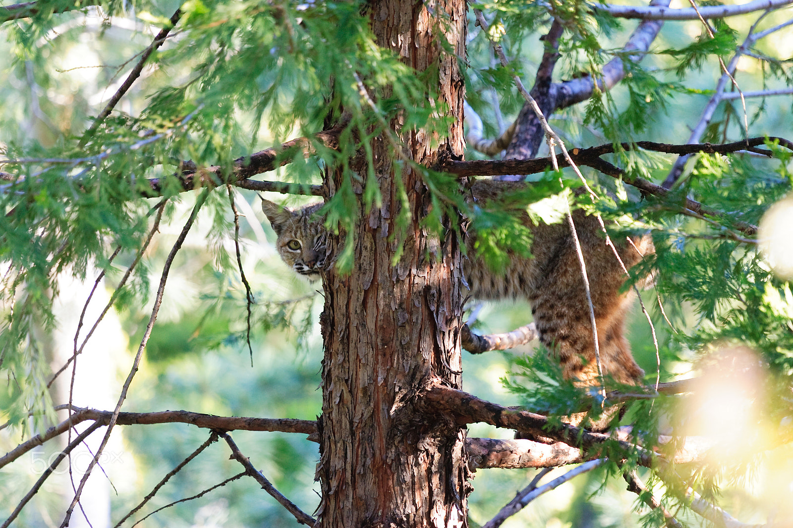 Canon EOS-1D Mark II + Canon EF 100-400mm F4.5-5.6L IS USM sample photo. Mountain bobcat 2680 photography