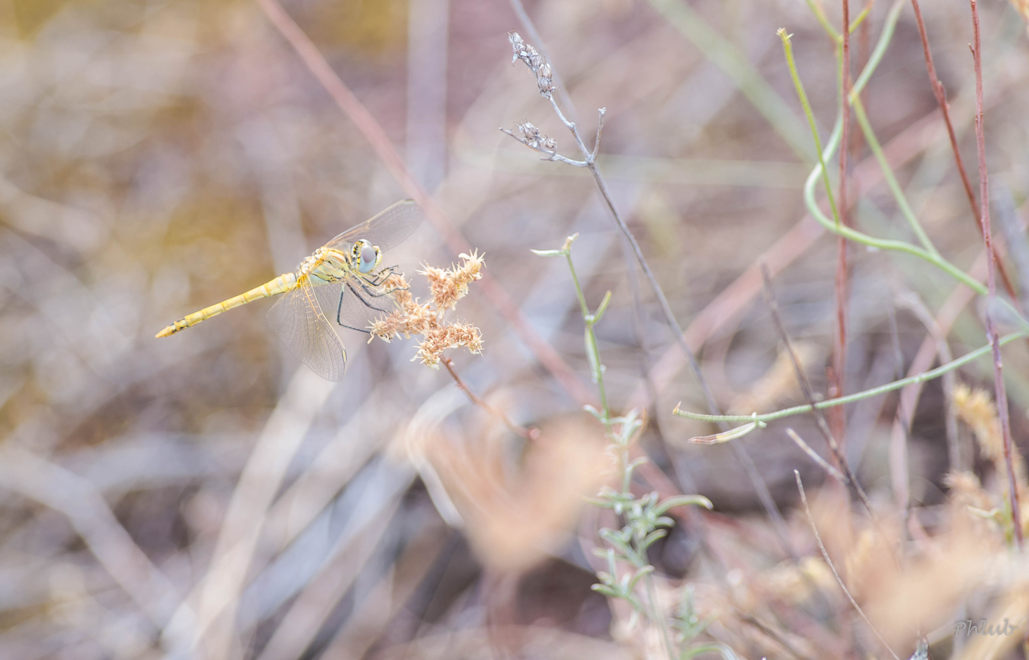 Pentax smc DA* 300mm F4.0 ED (IF) SDM sample photo. Pause de libellule photography