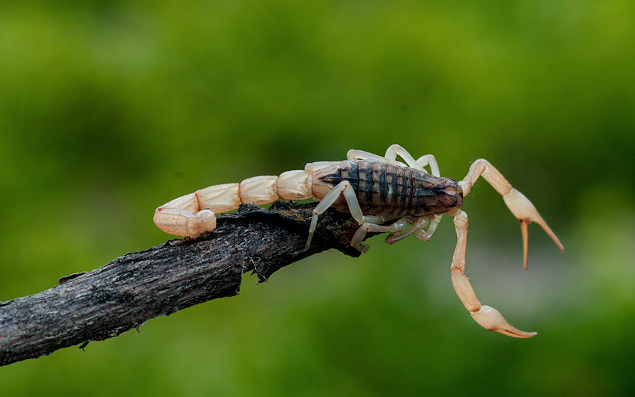 smc PENTAX-FA Macro 100mm F2.8 sample photo. Scorpion time photography