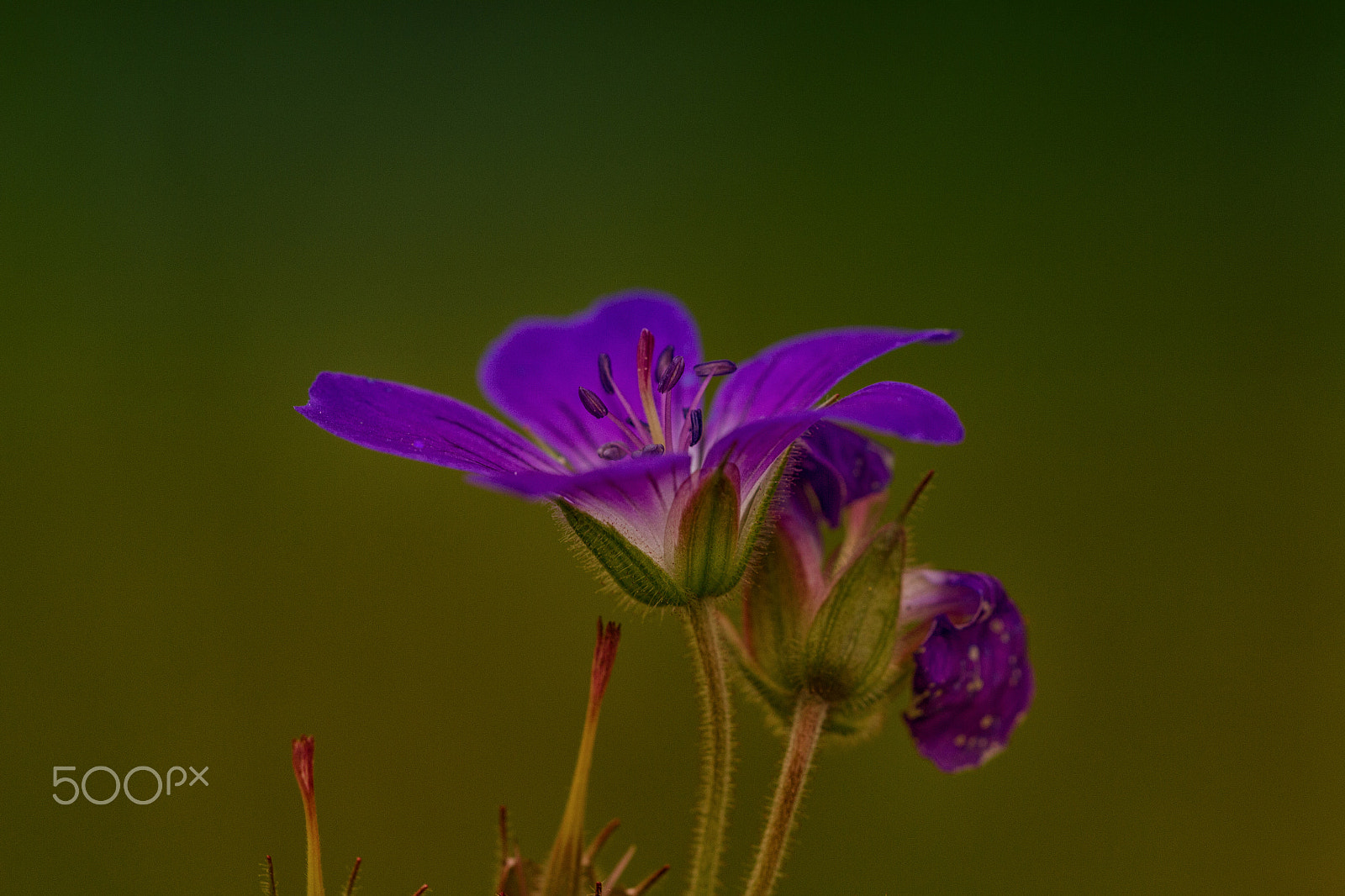 Sigma APO Macro 150mm f/2.8 EX DG HSM sample photo. Purple flower photography