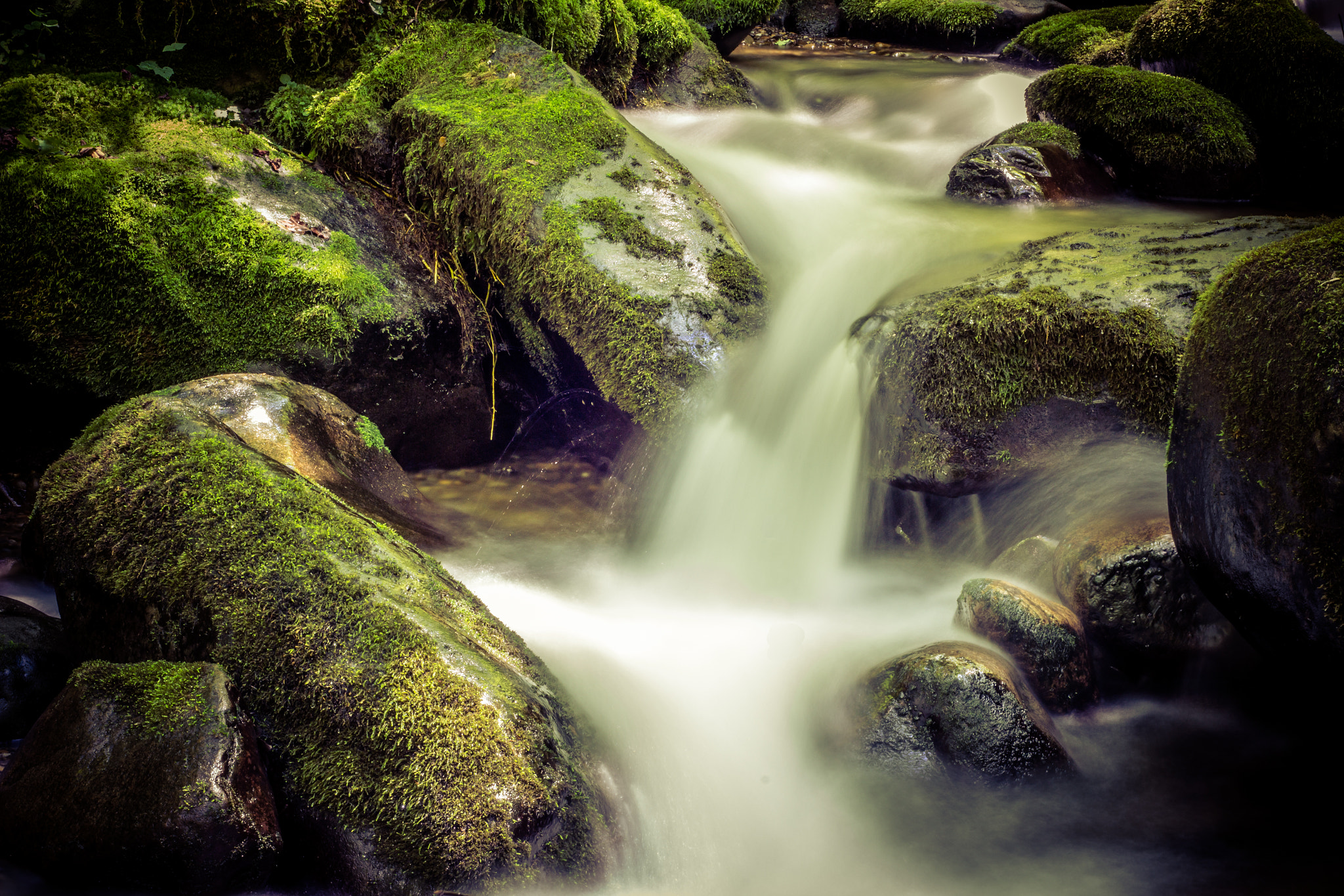 Canon EF 50mm F1.8 II sample photo. Great smoky mountains national park photography