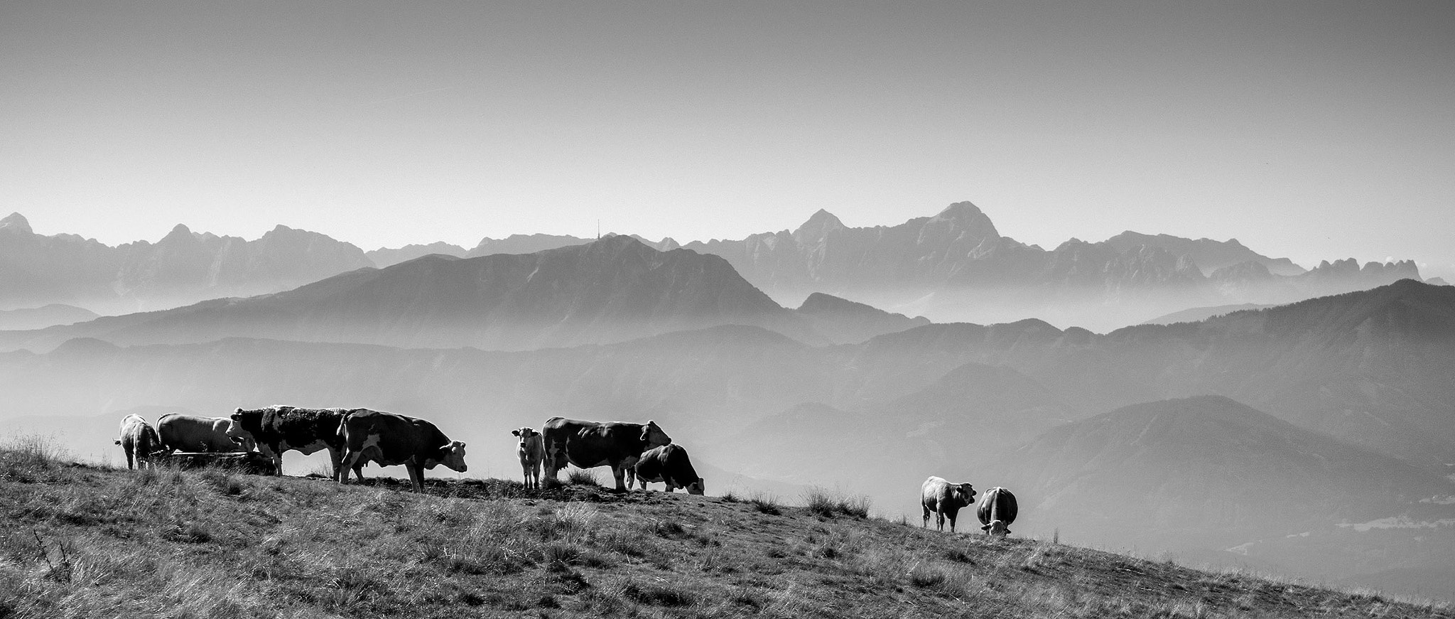 Olympus PEN E-PM2 sample photo. Cows with a view photography