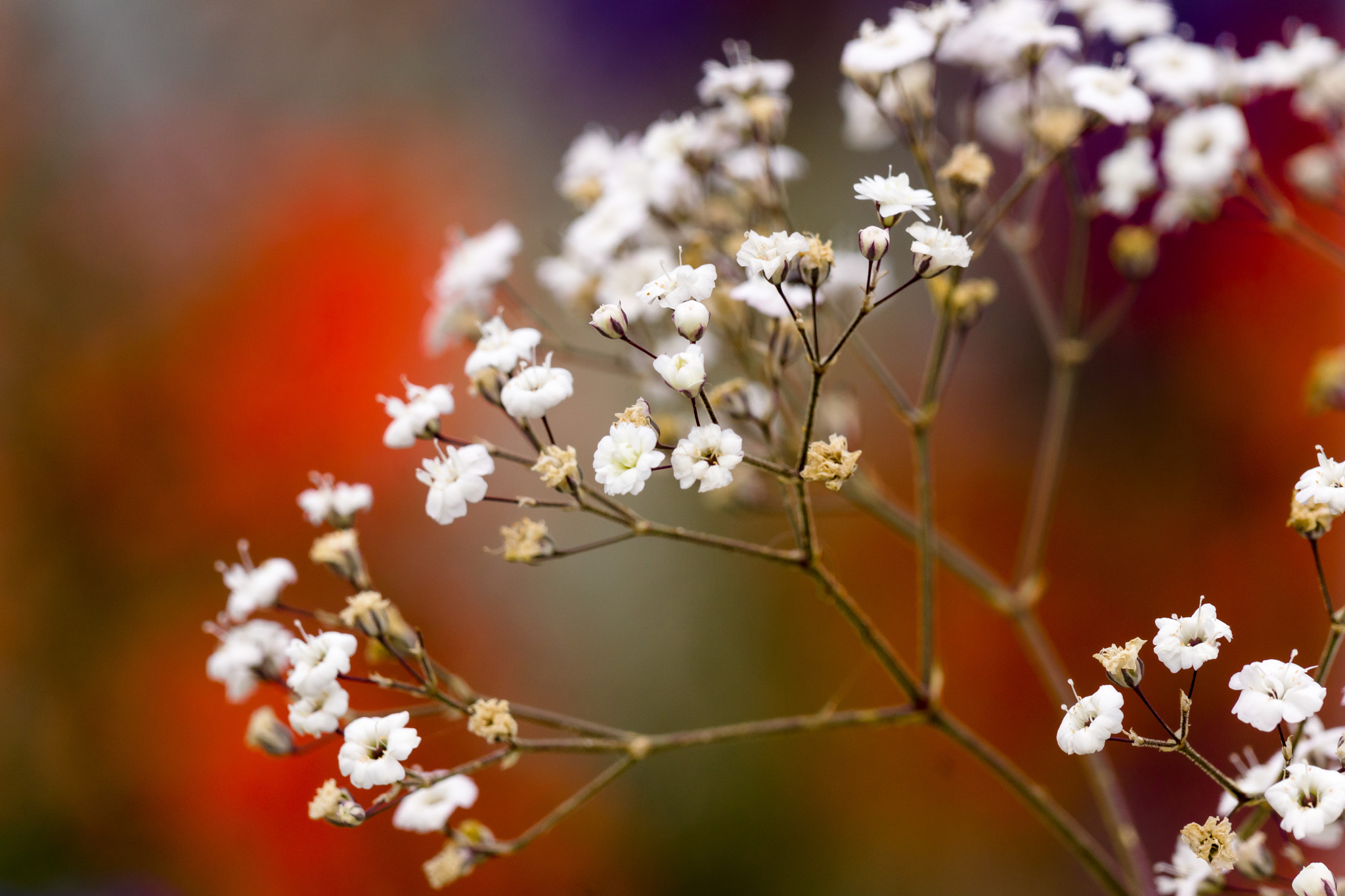 Sony 70-300mm F4.5-5.6 G SSM sample photo. White on red photography