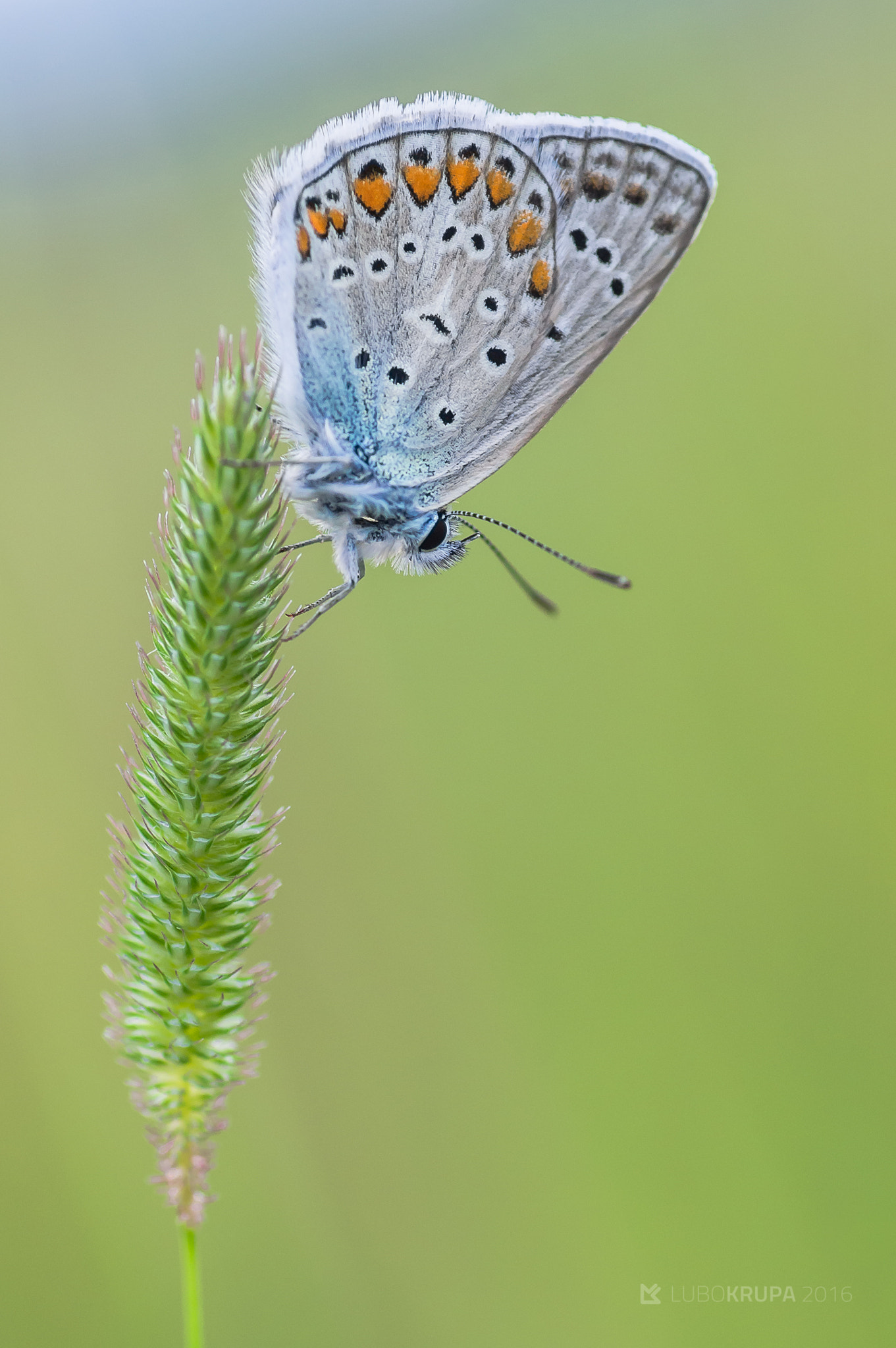 Pentax K-r sample photo. Polyommatus icarus photography