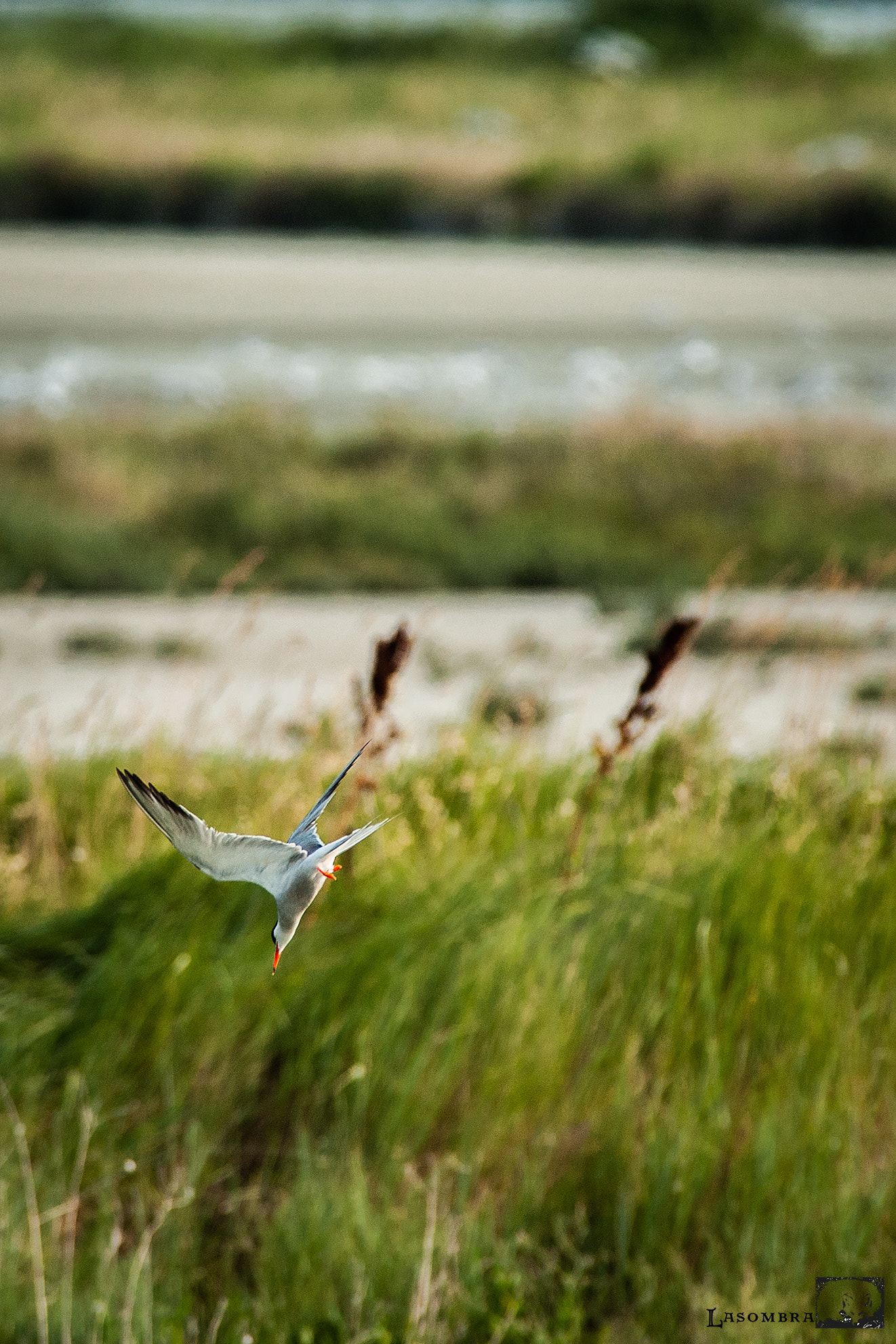 Nikon AF-S Nikkor 300mm F2.8G ED VR II sample photo. Tern swooping photography