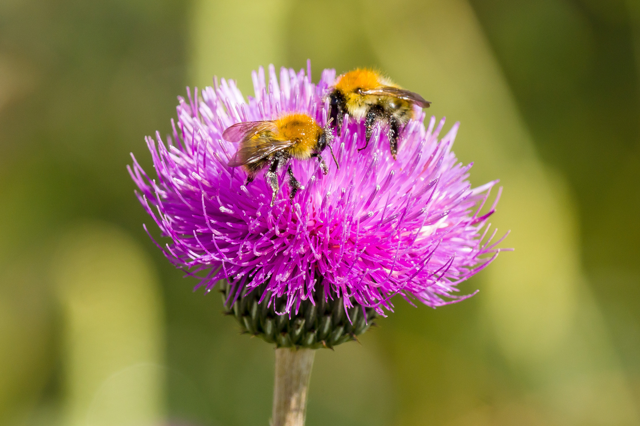 Sony 70-300mm F4.5-5.6 G SSM sample photo. Bees on pink photography