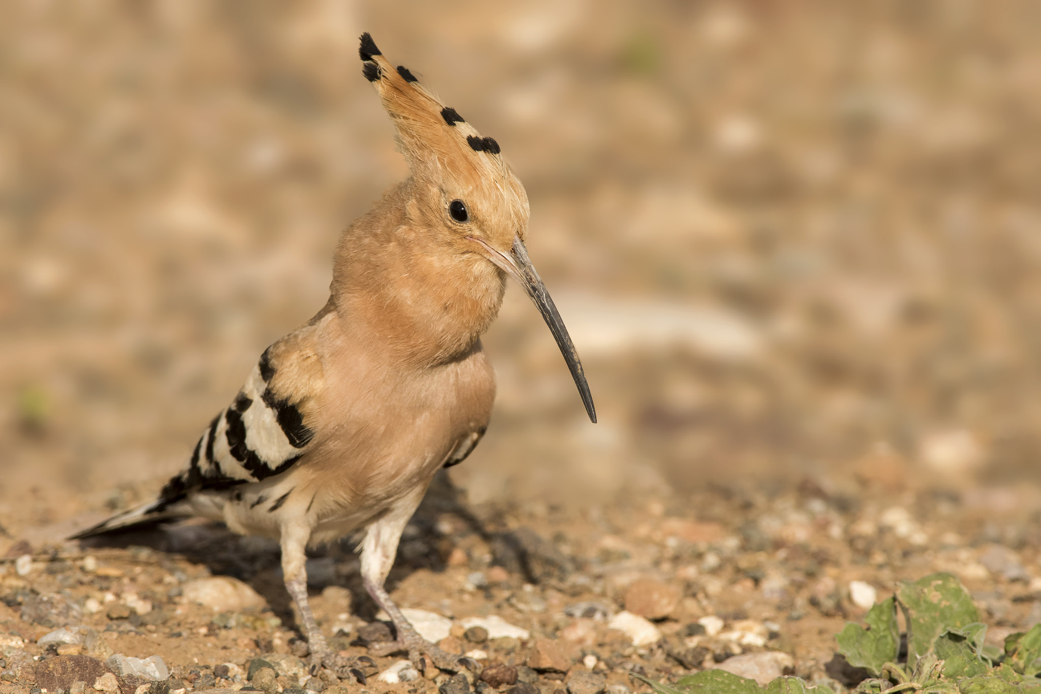 Nikon D810 + Nikon AF-S Nikkor 300mm F4D ED-IF sample photo. Eurasian hoopoe photography