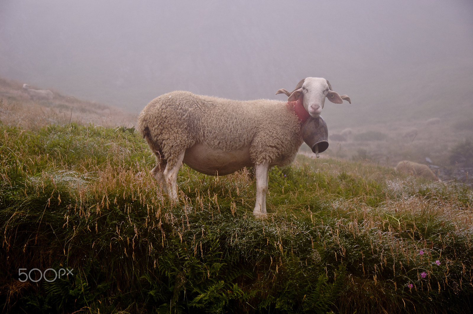 Nikon D50 sample photo. The sheep pose photography
