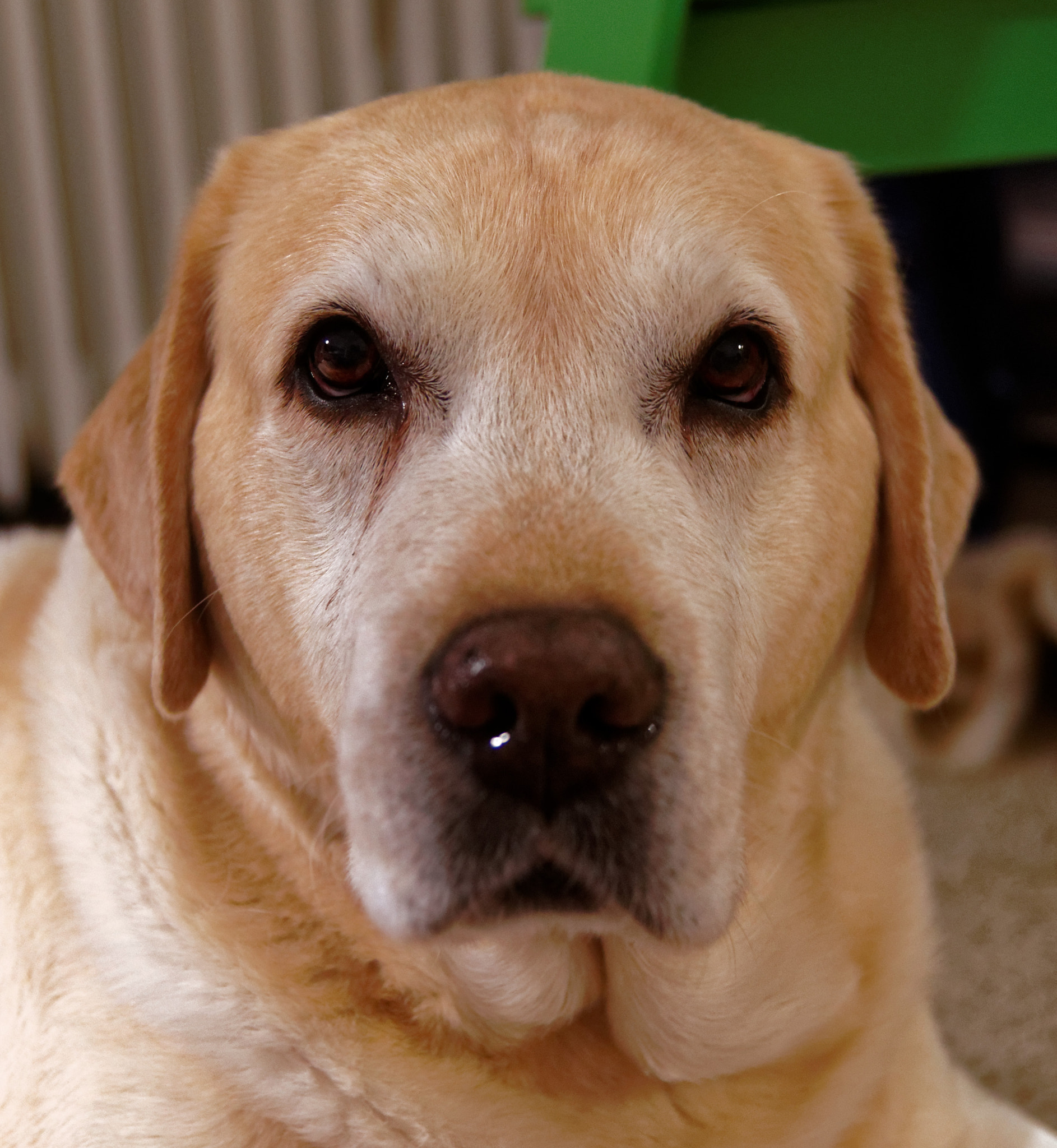 Pentax K-5 II sample photo. Dog i photography