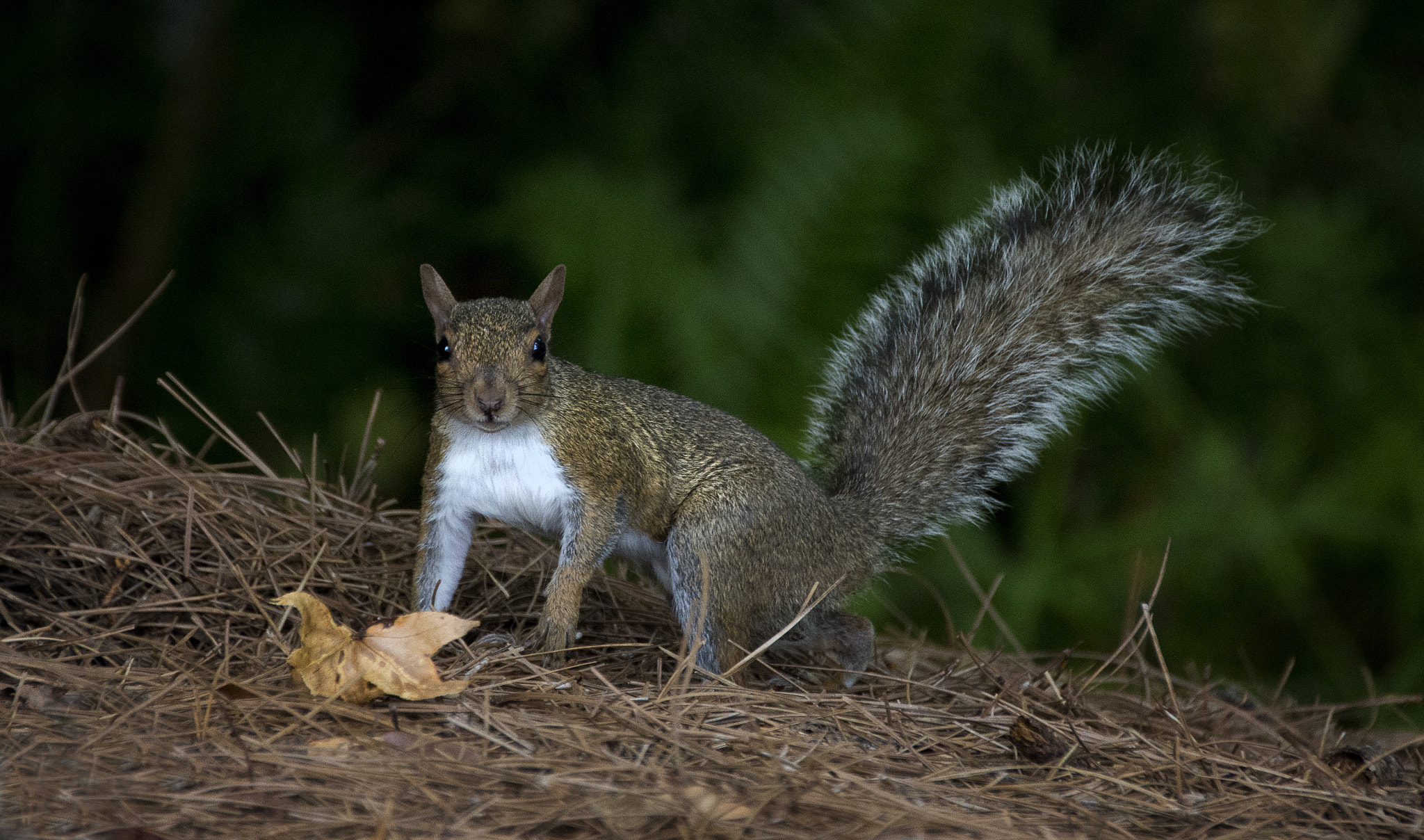 Sigma 18-200mm F3.5-6.3 II DC OS HSM sample photo. Florida grey squirrel photography