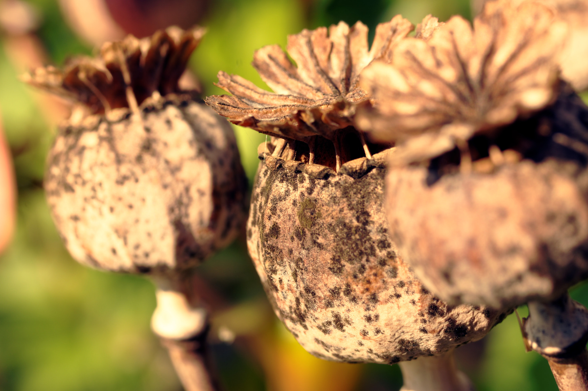 Pentax K-3 II sample photo. Poppy seed head photography