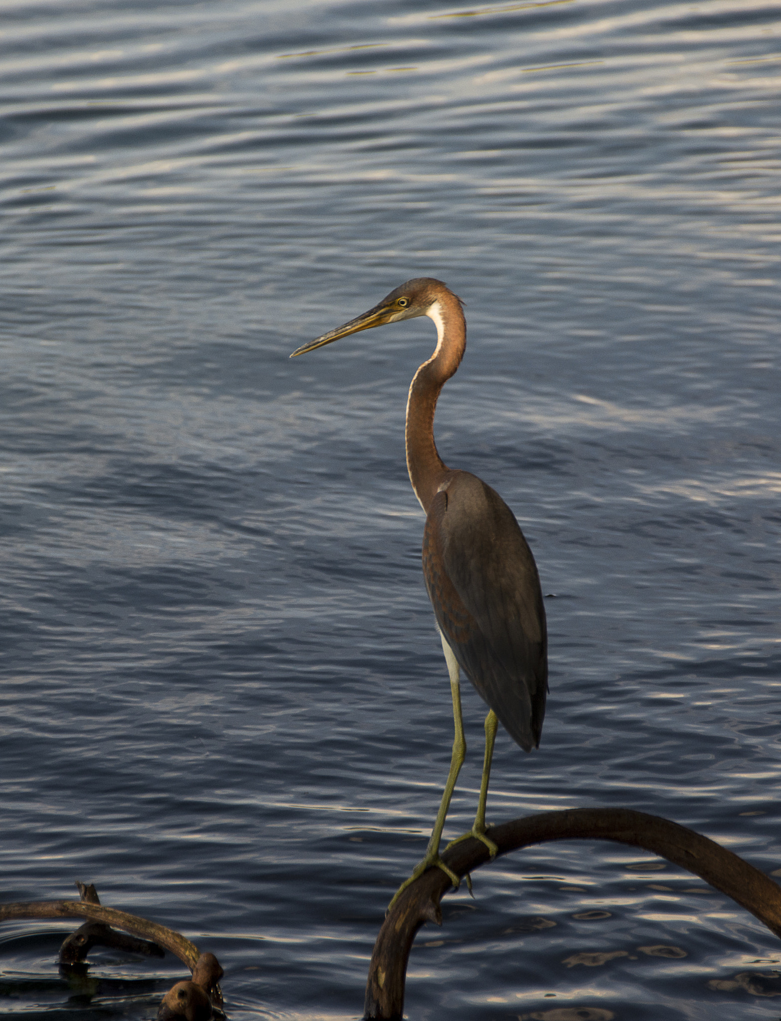 Sigma 18-200mm F3.5-6.3 II DC OS HSM sample photo. Little blue heron photography