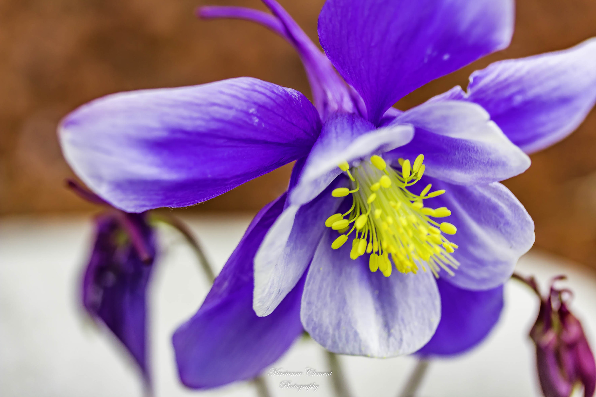 Canon EF-S 60mm F2.8 Macro USM sample photo. Columbine photography