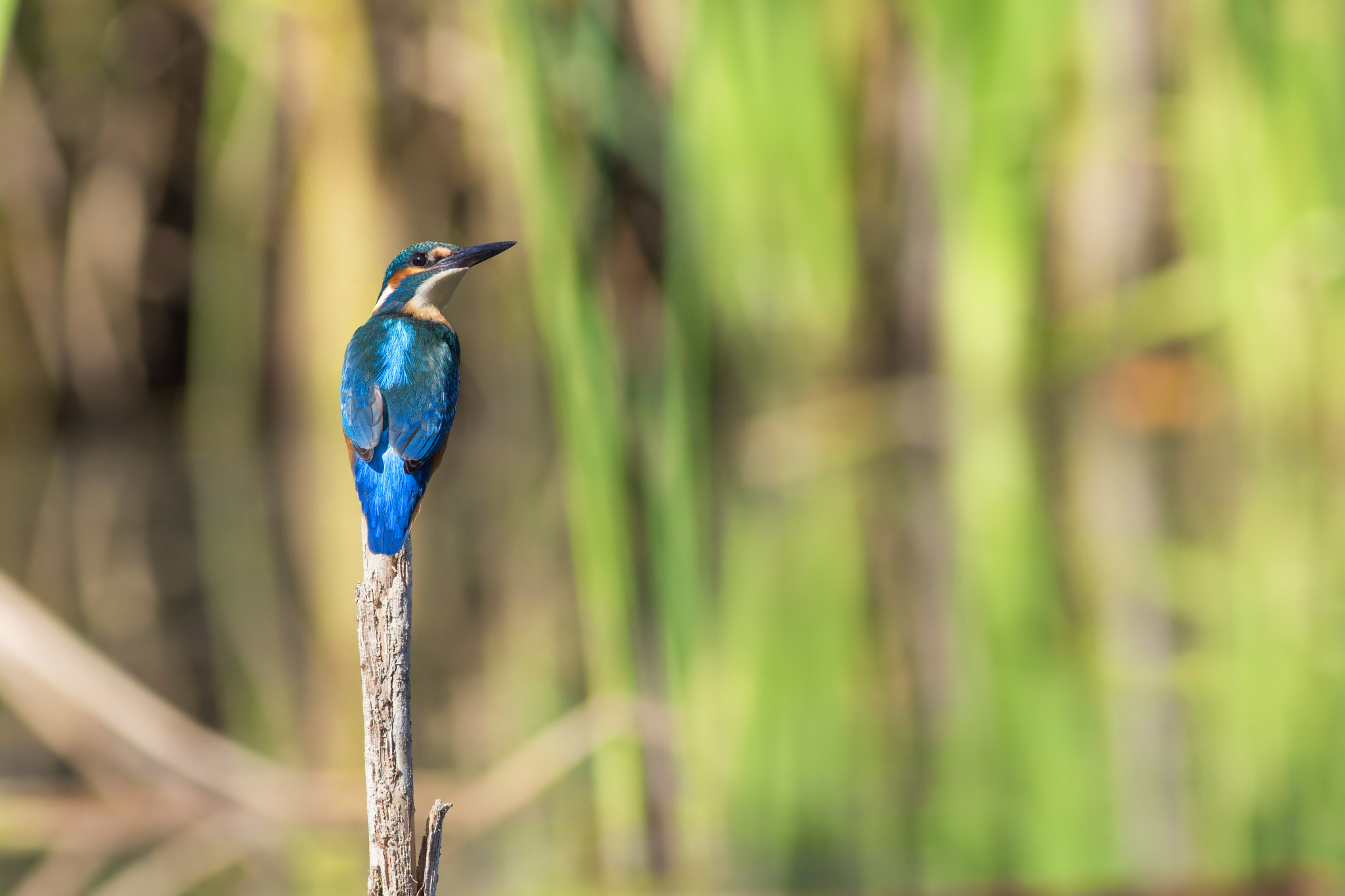Canon EOS 600D (Rebel EOS T3i / EOS Kiss X5) + Canon EF 400mm F5.6L USM sample photo. Common kingfisher (alcedo atthis) photography
