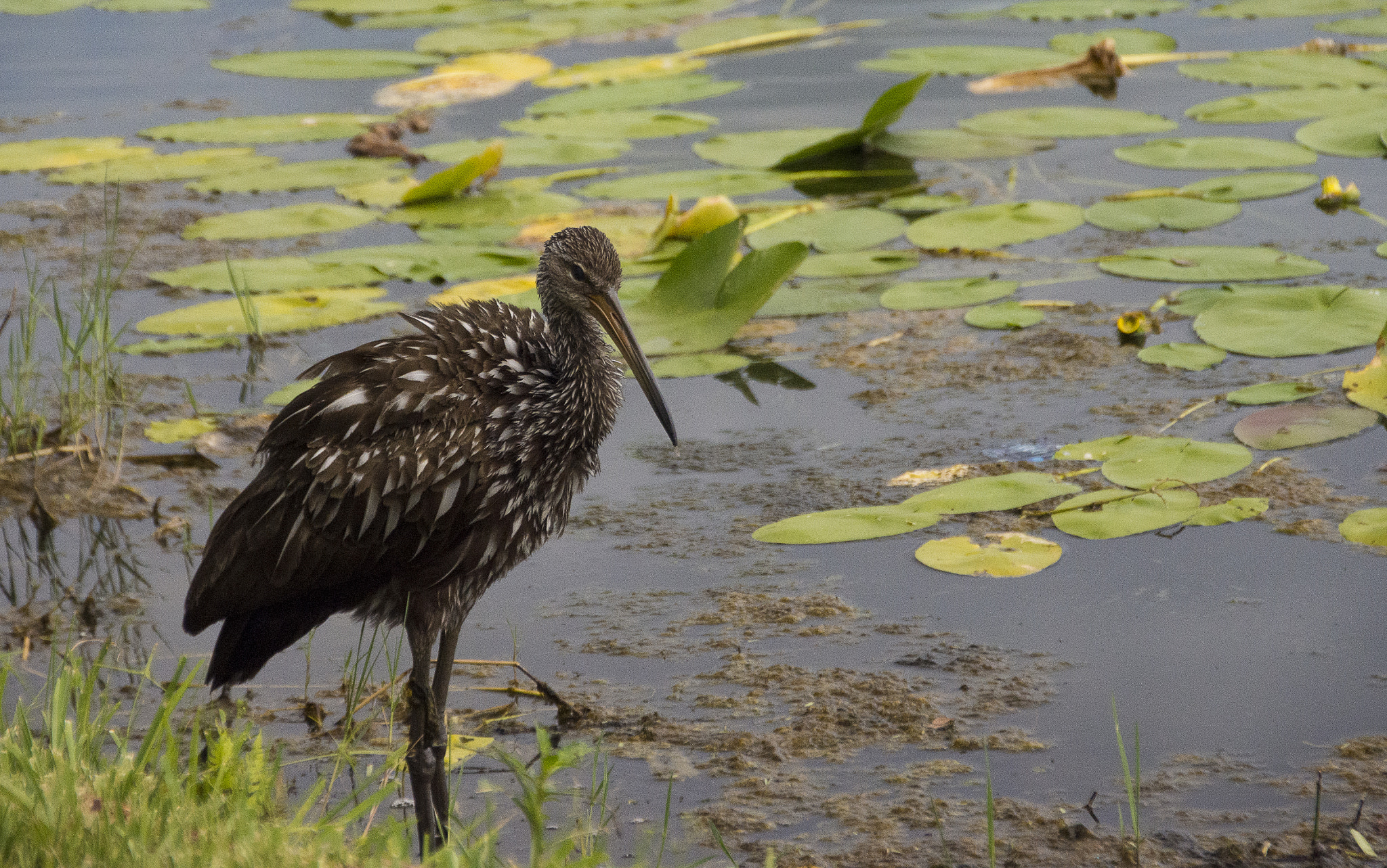 Sigma 18-200mm F3.5-6.3 II DC OS HSM sample photo. Limpkin photography