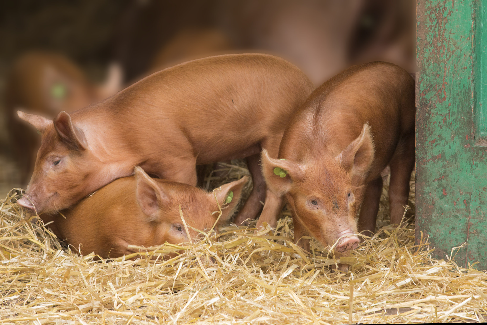 Canon EOS 70D + Canon EF 200mm F2.8L II USM sample photo. Piglets photography