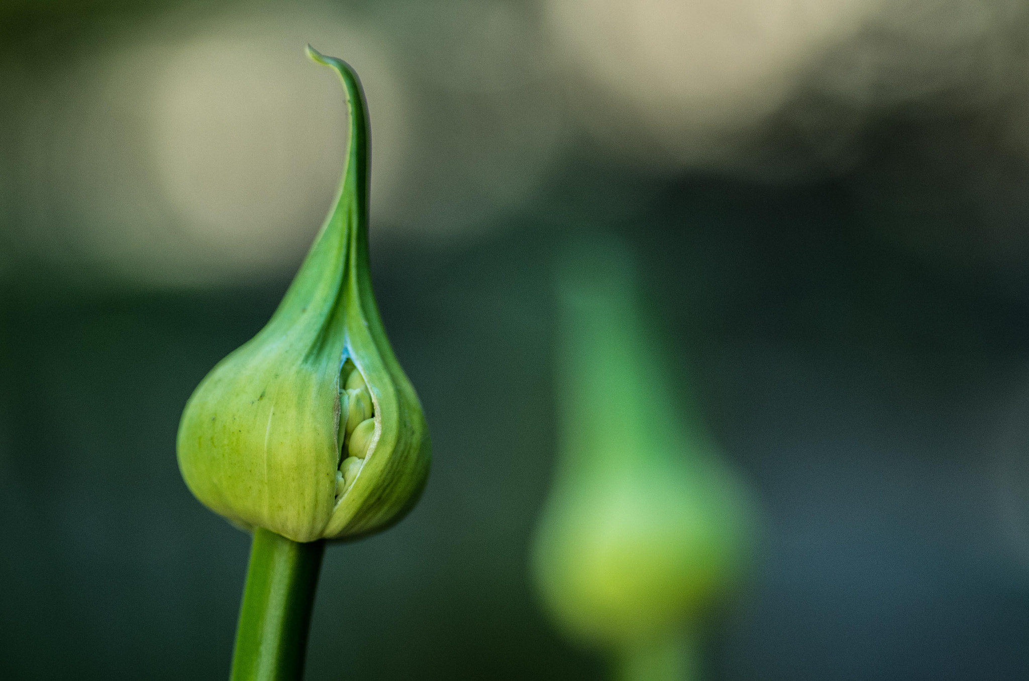 Pentax smc D-FA 100mm F2.8 Macro WR sample photo. Alium photography