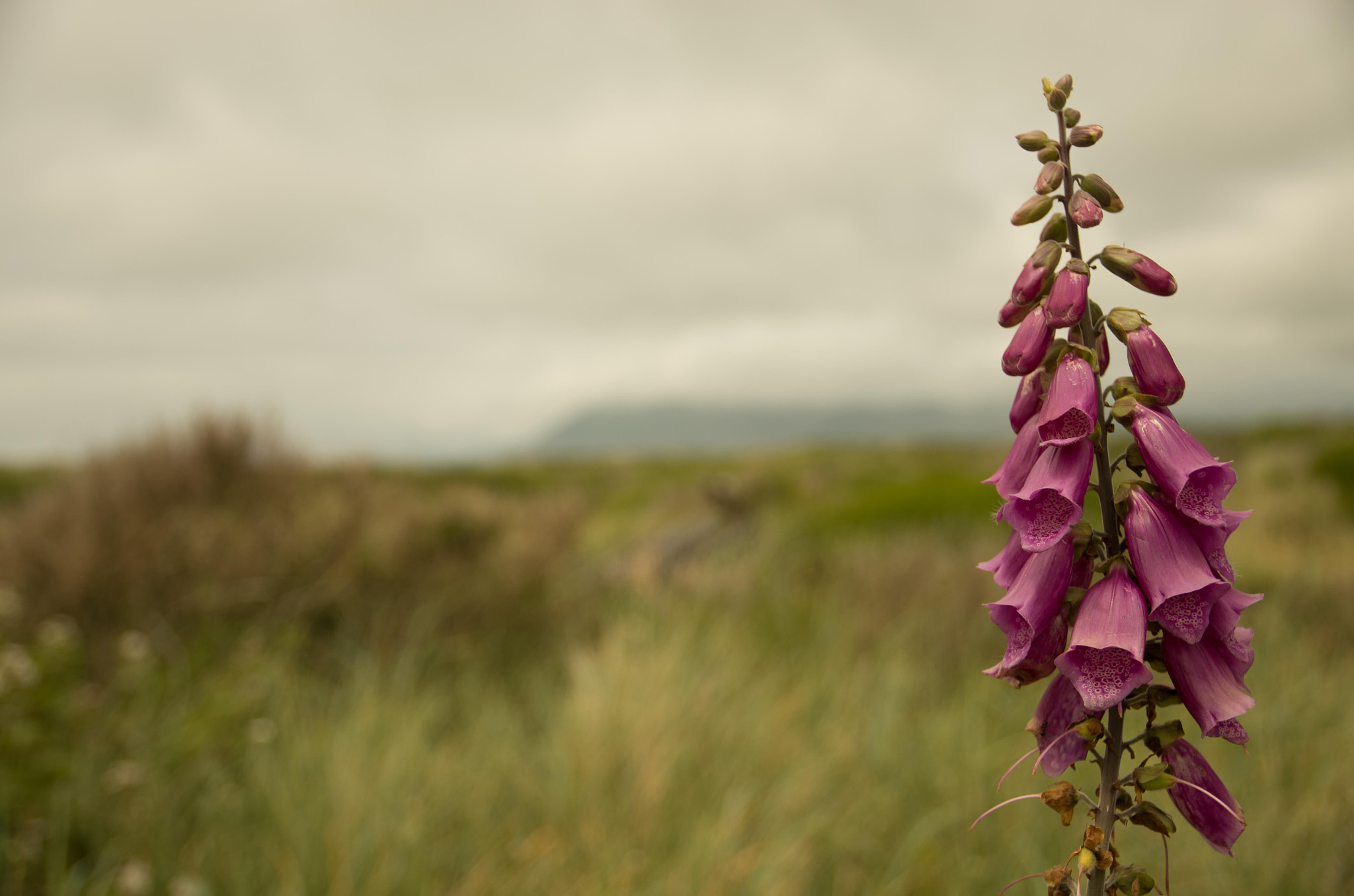 Sigma 17-70mm F2.8-4 DC Macro HSM | C sample photo. Digitalis photography