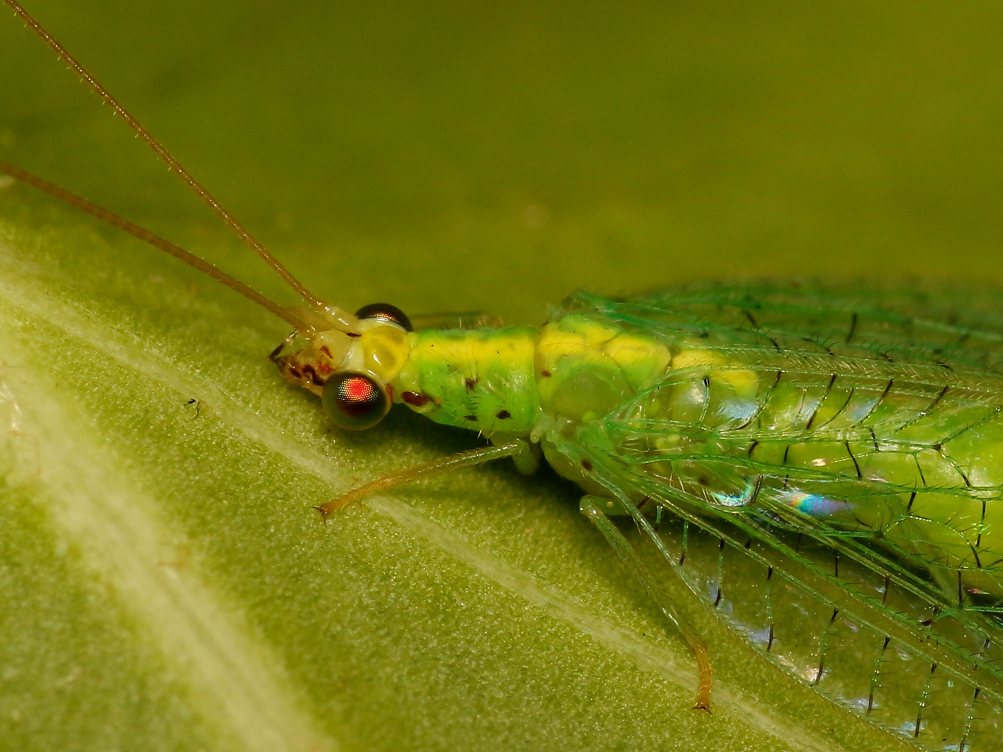 Tamron SP AF 90mm F2.8 Di Macro sample photo. Chrysopa photography