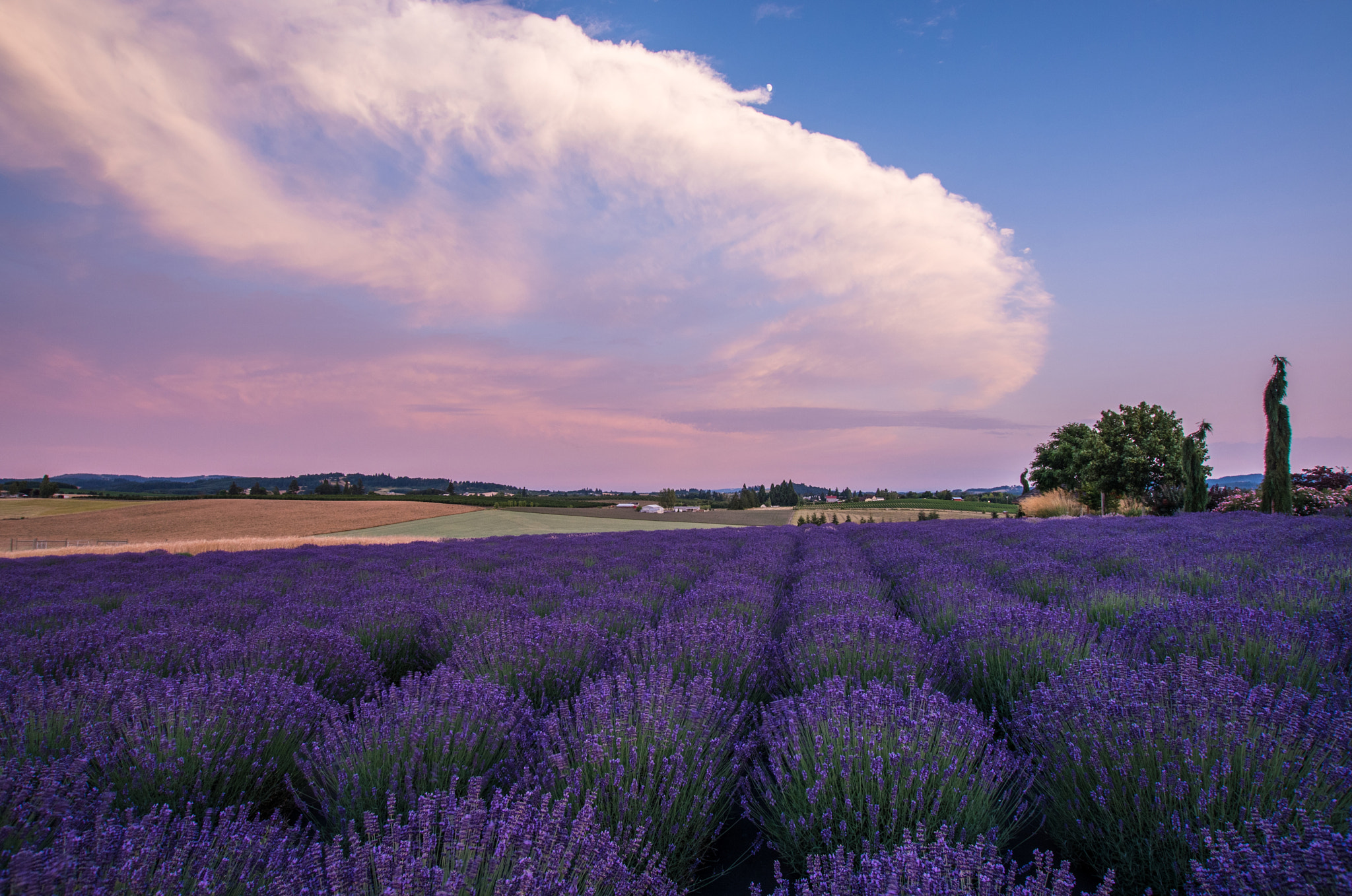 Sigma 10-20mm F3.5 EX DC HSM sample photo. Lavender sky photography