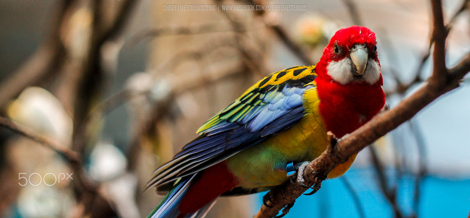 Canon EOS 1100D (EOS Rebel T3 / EOS Kiss X50) + Canon EF 50mm F1.8 II sample photo. Eastern rosella photography
