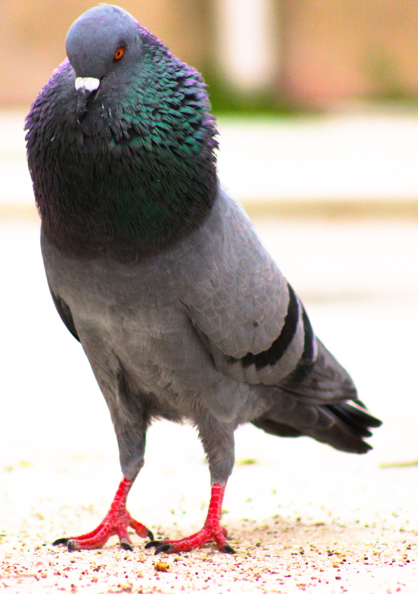 Canon EOS 500D (EOS Rebel T1i / EOS Kiss X3) + EF75-300mm f/4-5.6 sample photo. The angry pigeon!! photography