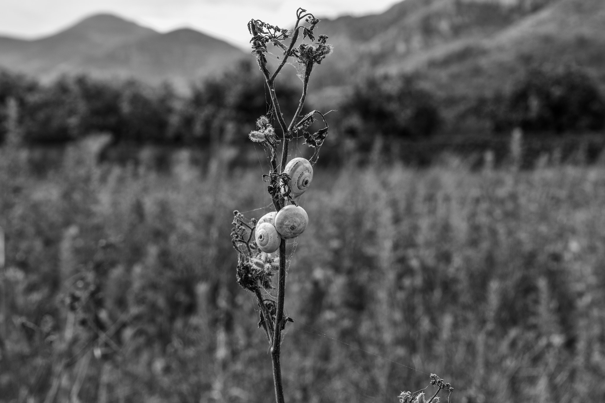 Pentax K-S2 sample photo. Caracoles photography
