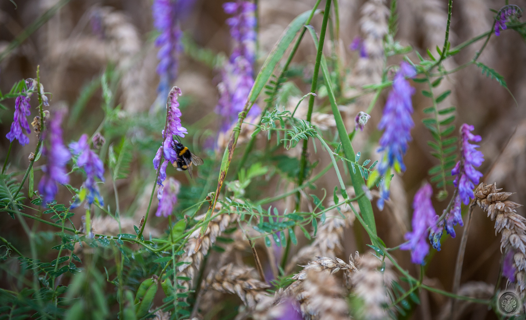 Canon EF 16-35mm F4L IS USM sample photo. ...biggy bee... photography
