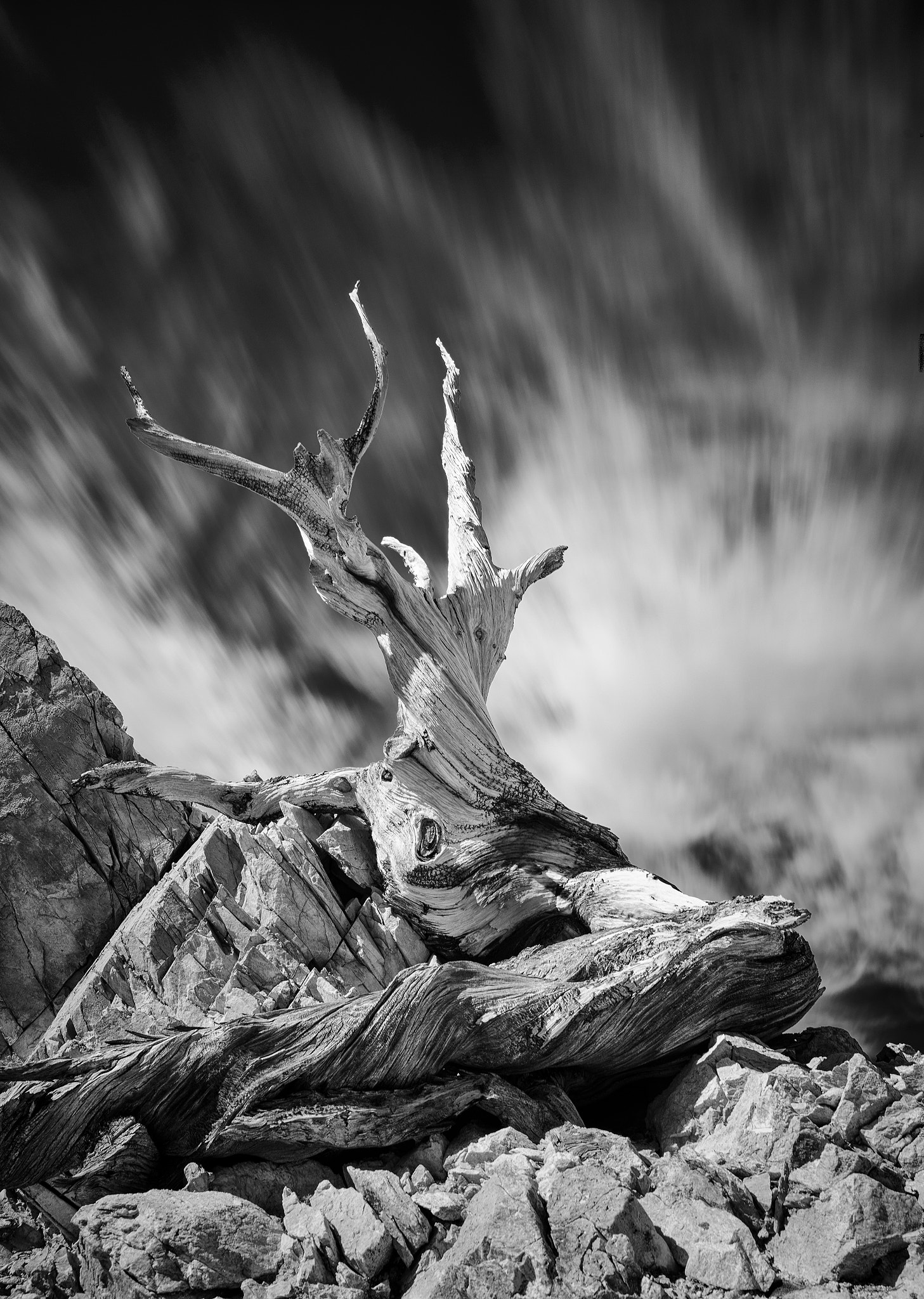 Sony a7R + Sony Vario-Sonnar T* 16-35mm F2.8 ZA SSM sample photo. Ancient trees no. 6 photography