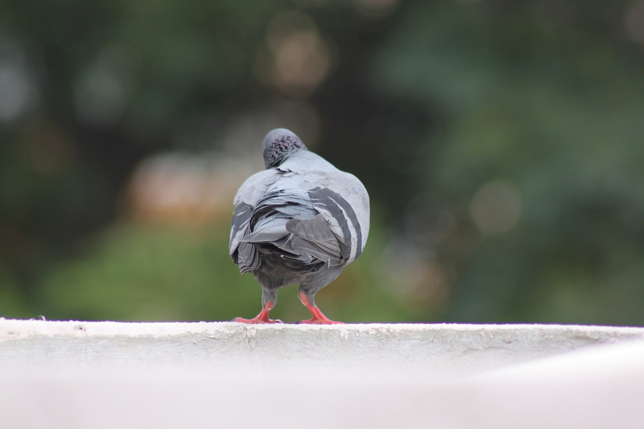 Canon EOS 500D (EOS Rebel T1i / EOS Kiss X3) + EF75-300mm f/4-5.6 sample photo. I look beautiful even from back backside !! photography