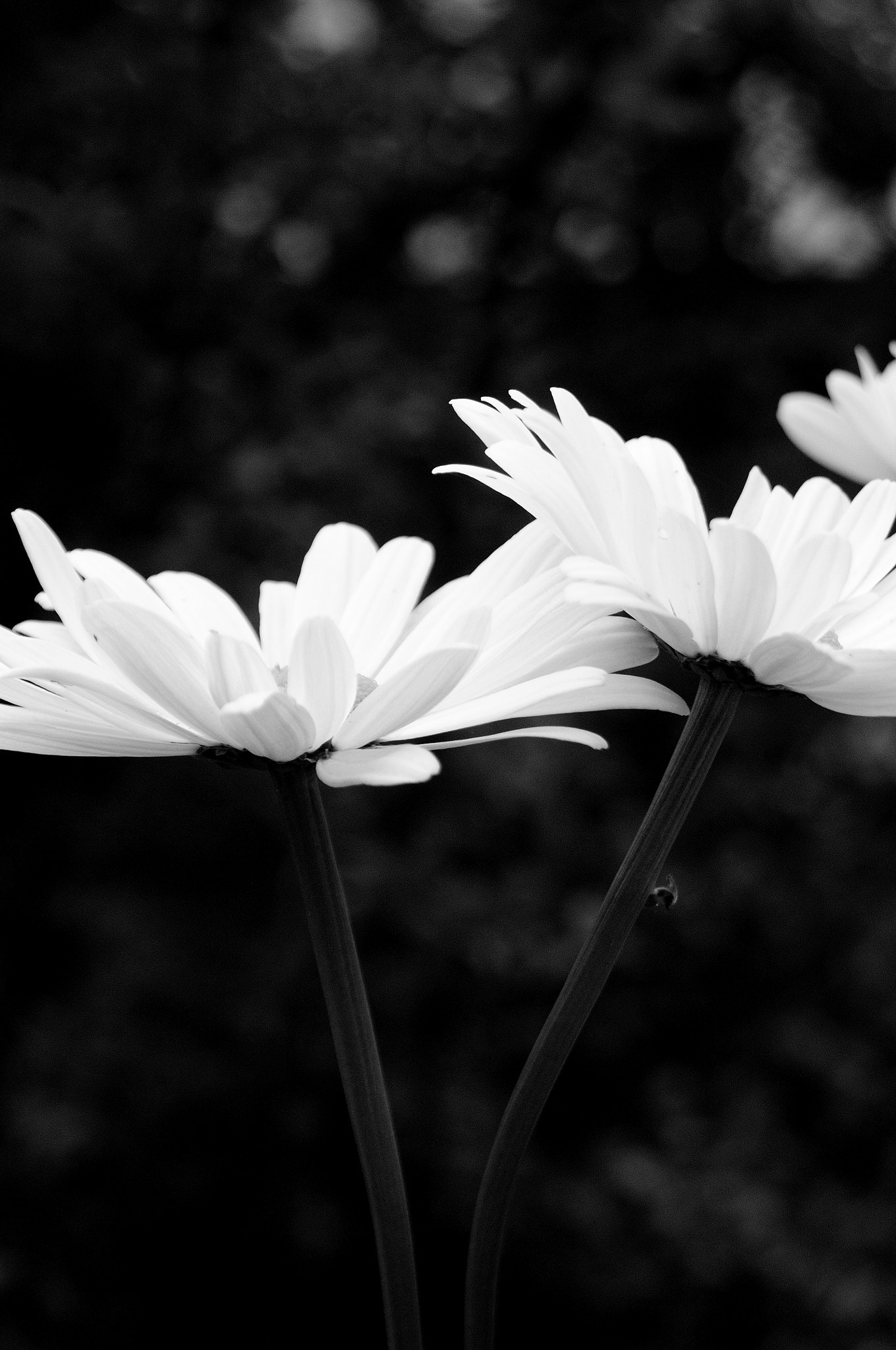 Nikon D300 + AF Zoom-Nikkor 24-120mm f/3.5-5.6D IF sample photo. Daisies photography