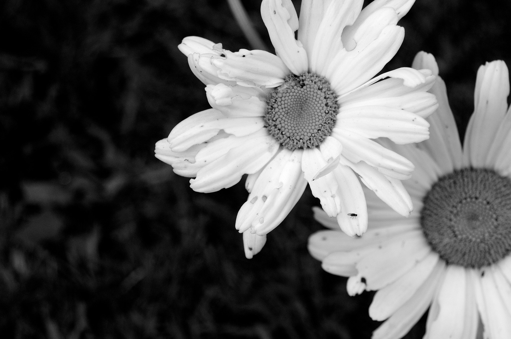AF Zoom-Nikkor 24-120mm f/3.5-5.6D IF sample photo. Fly photography