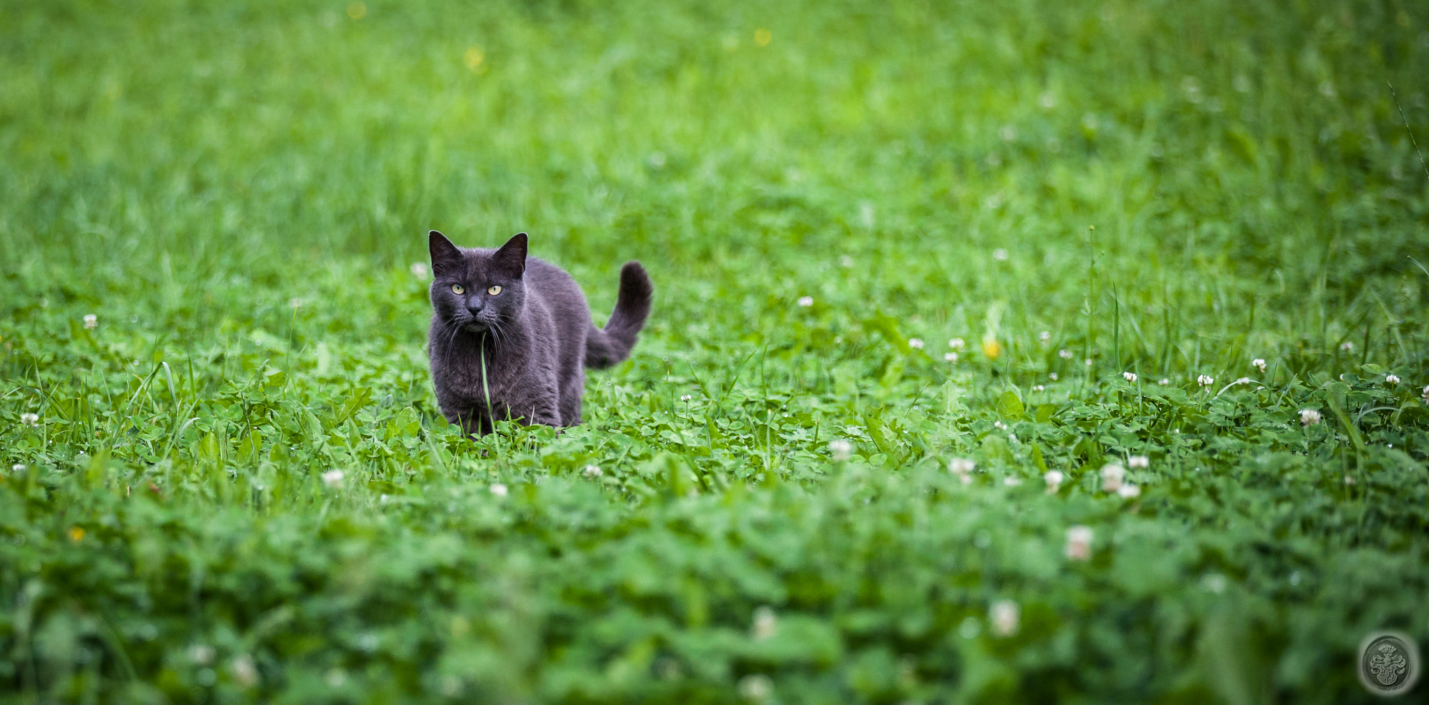Canon EF 16-35mm F4L IS USM sample photo. ...bad neighbor village cat... photography
