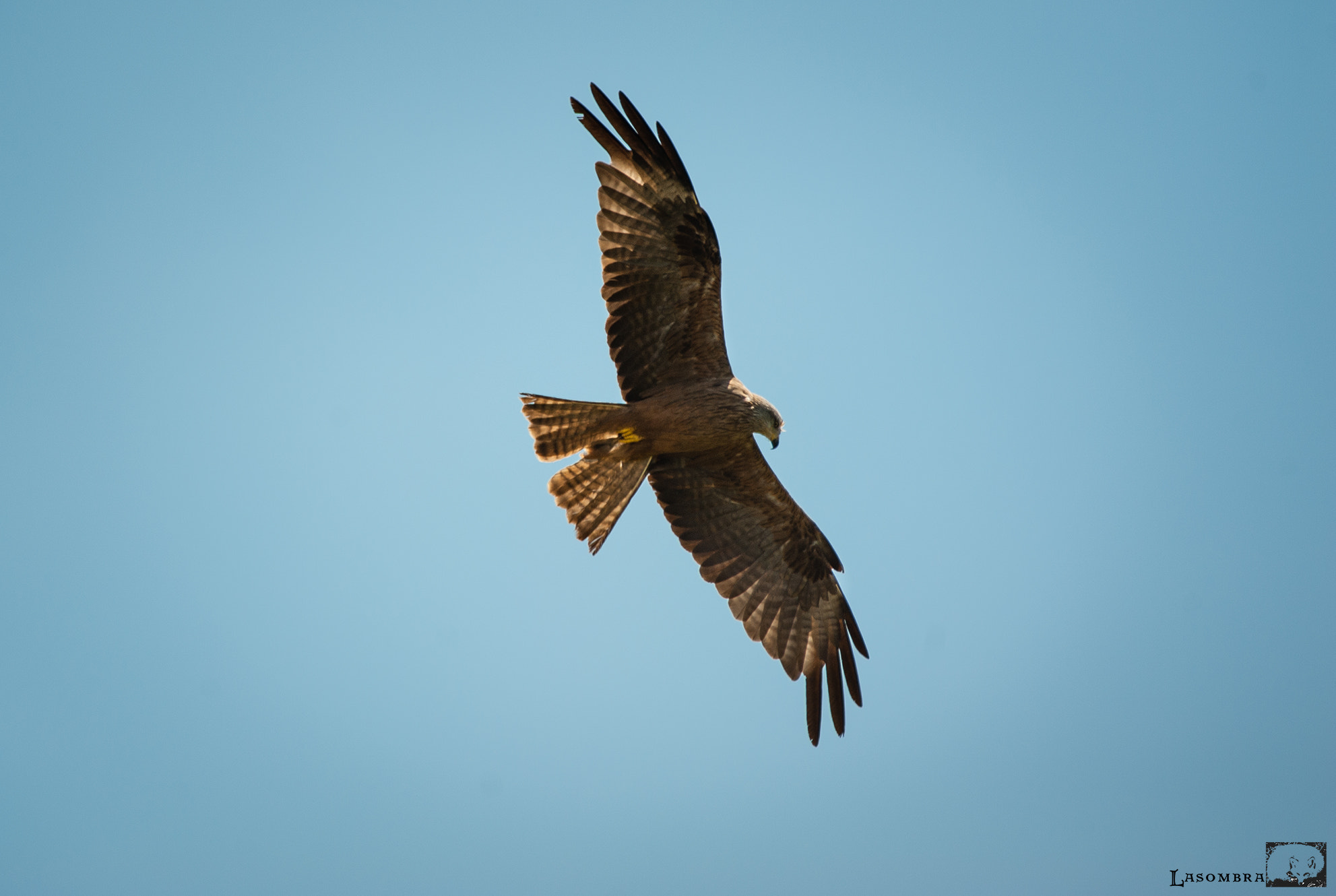 Nikon AF-S Nikkor 300mm F2.8G ED VR II sample photo. Kite photography