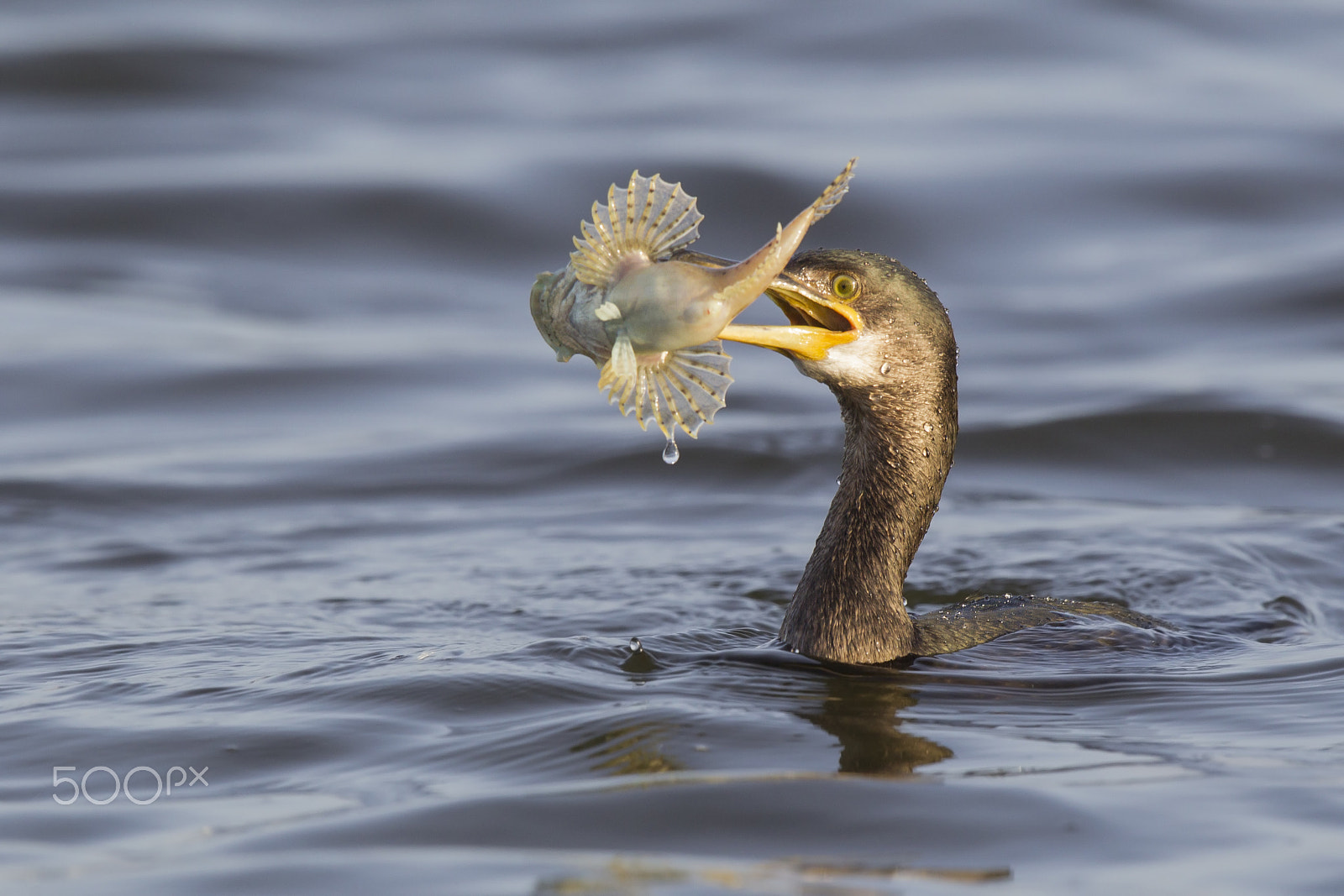 Canon EF 600mm F4L IS II USM sample photo. Spiny breakfast photography