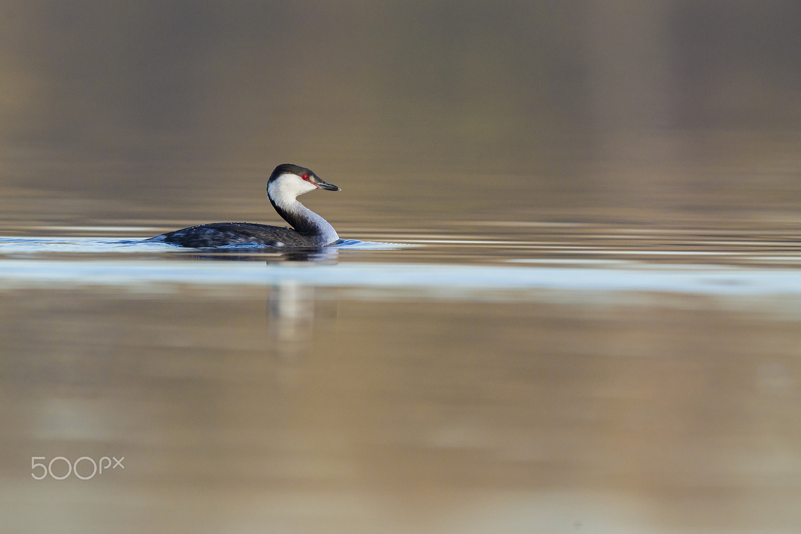 Canon EF 600mm F4L IS II USM sample photo. Lonely horned grebe swimming around at dawn photography