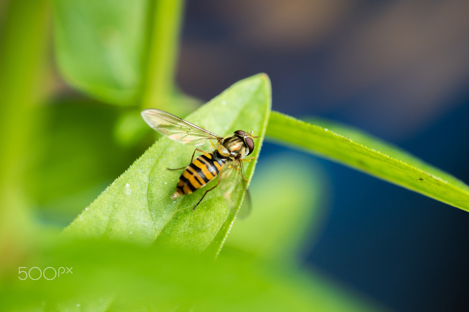 Canon EOS 7D Mark II + Tamron SP AF 90mm F2.8 Di Macro sample photo. Hover fly on green leaf photography