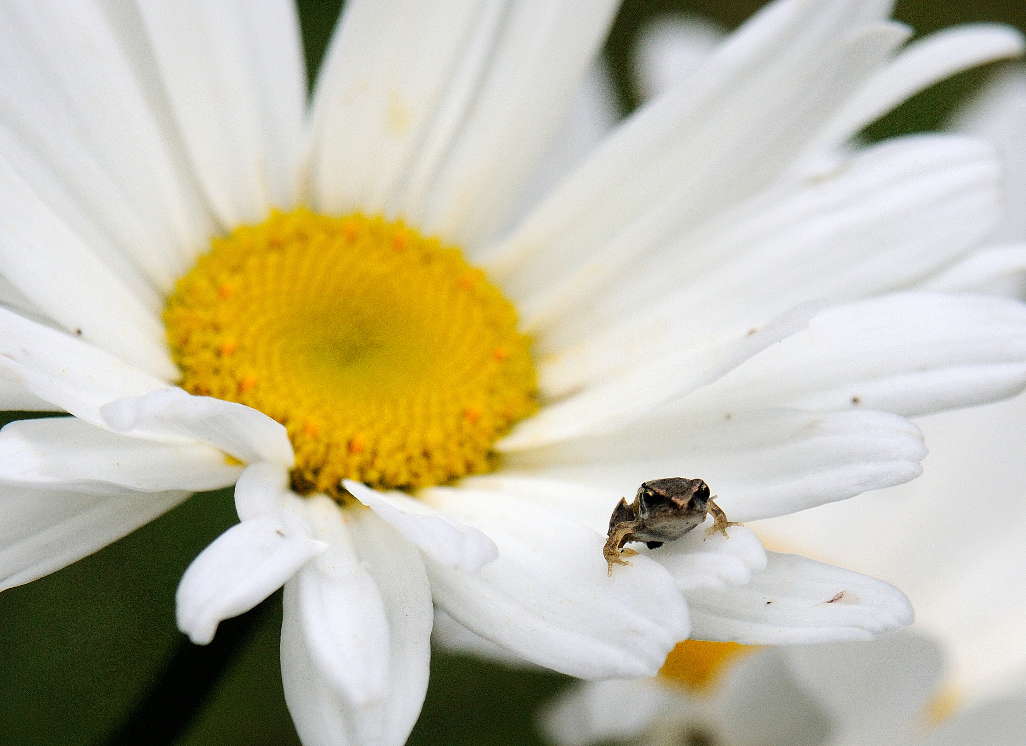 Nikon D300 + AF Zoom-Nikkor 24-120mm f/3.5-5.6D IF sample photo. Frog photography