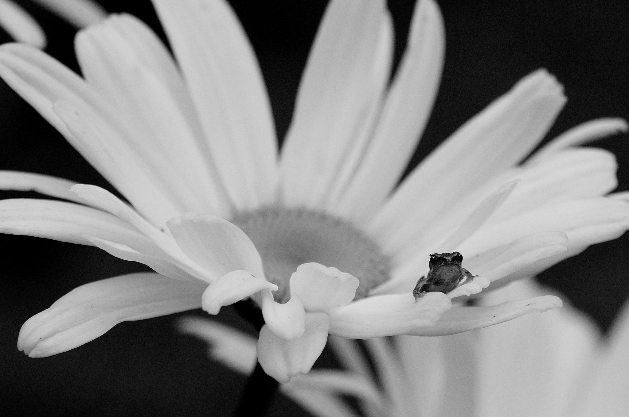 AF Zoom-Nikkor 24-120mm f/3.5-5.6D IF sample photo. Froglet photography