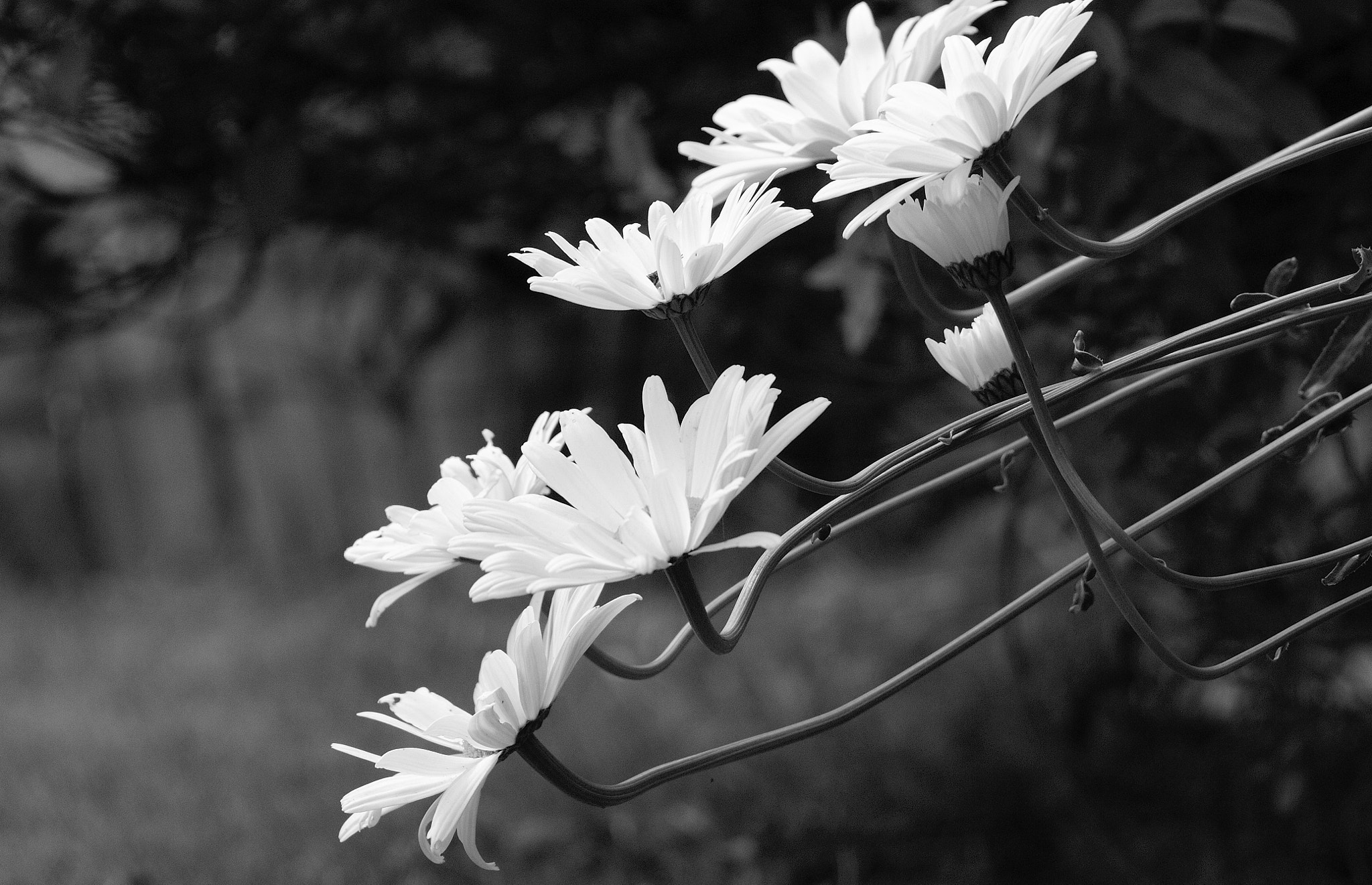 Nikon D300 sample photo. Flowers photography