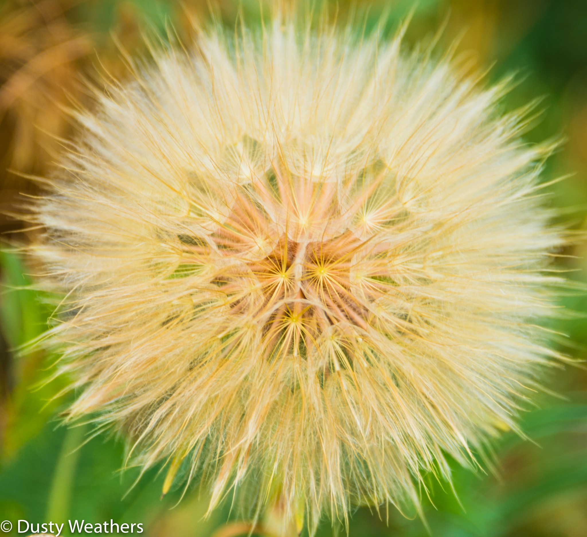 Nikon Df sample photo. Dandylion (of ) photography