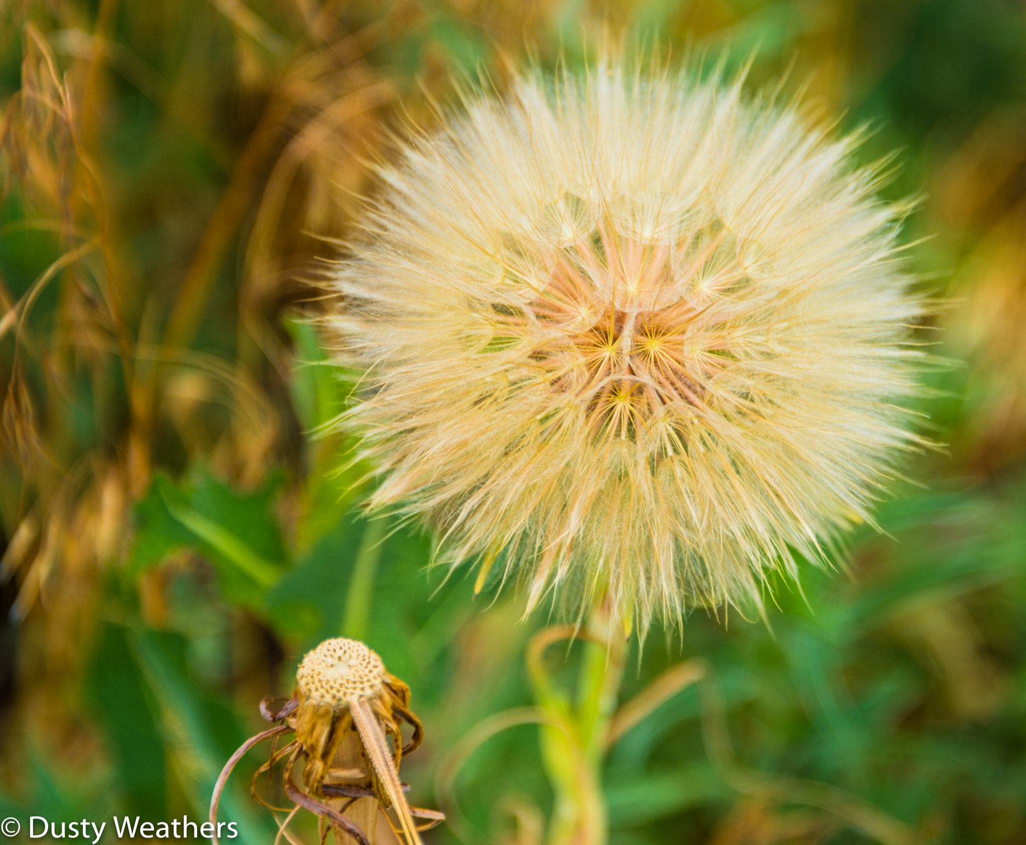 Nikon Df sample photo. Dandylion (of ) photography