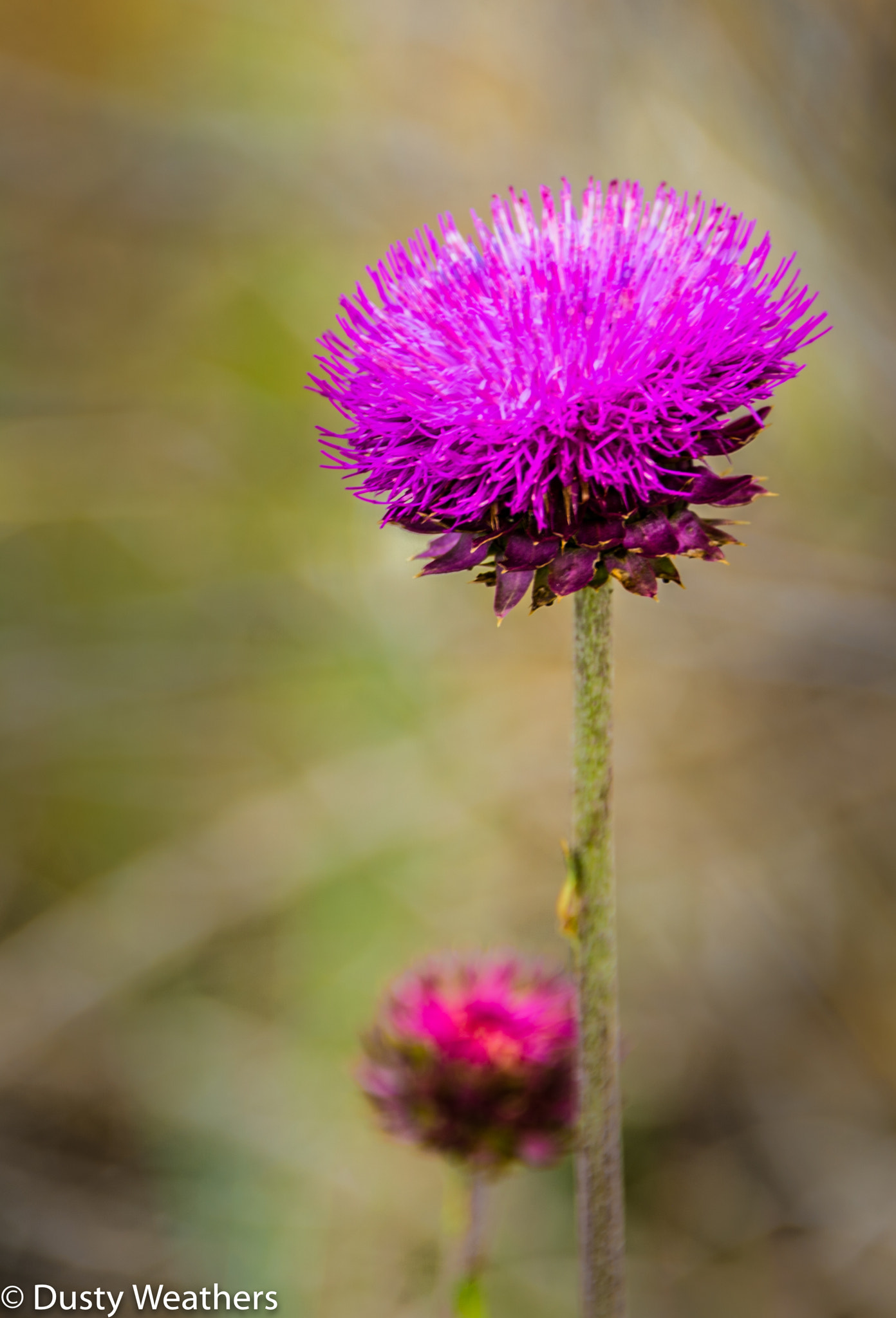 Nikon Df sample photo. Thistle (of ) photography