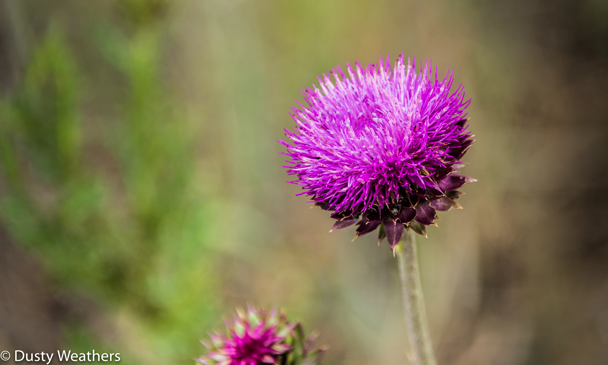 Nikon Df + Nikon AF-S Nikkor 28-300mm F3.5-5.6G ED VR sample photo. Thistle (of ) photography