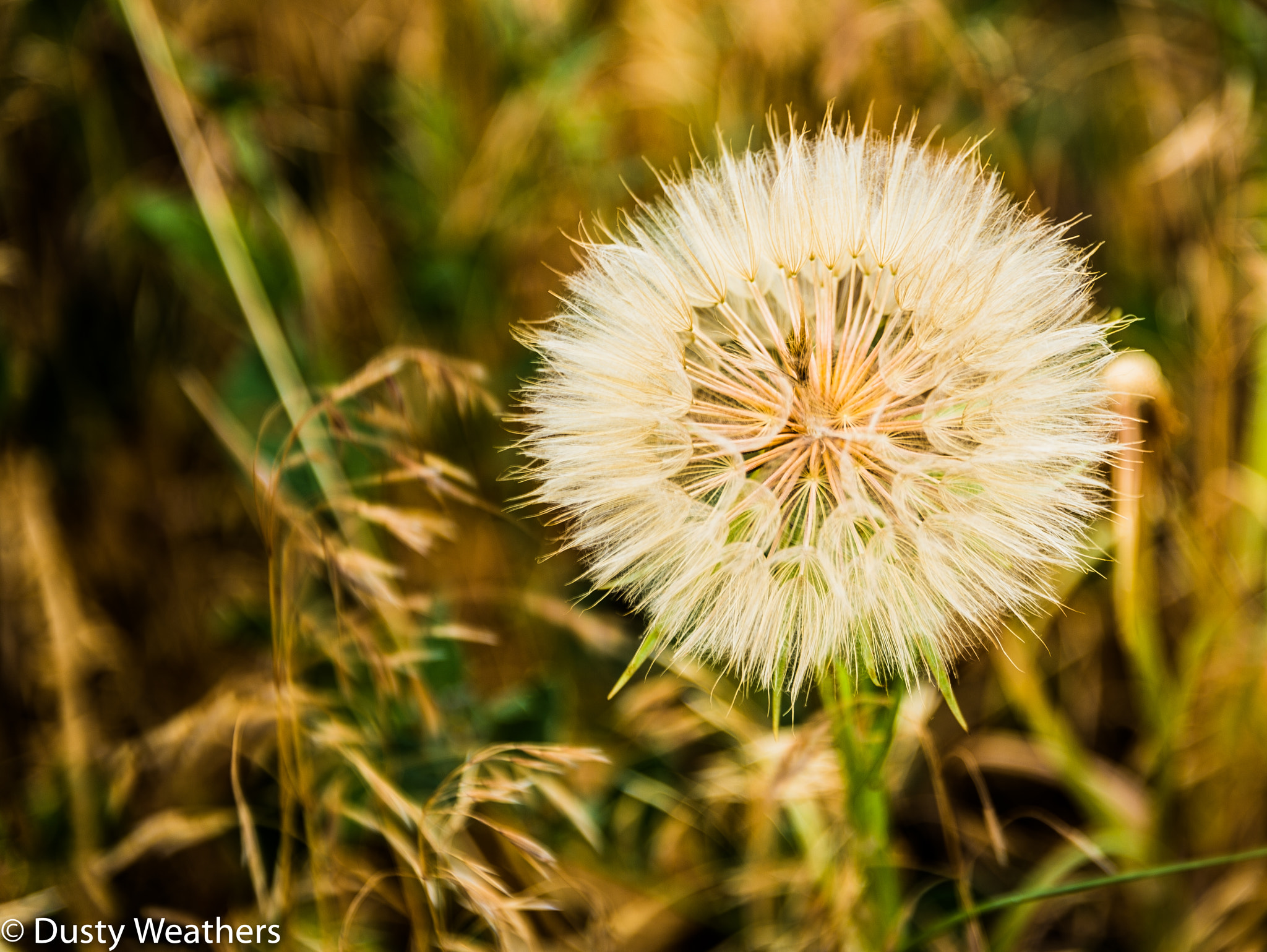 Nikon Df sample photo. Dandylion (of ) photography