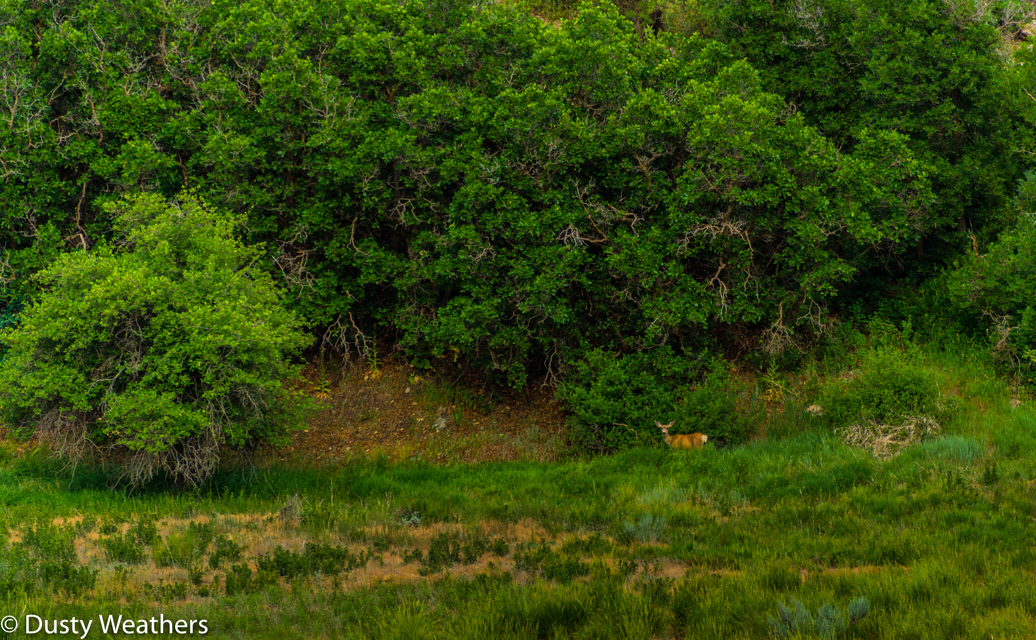 Nikon Df sample photo. Doe near the dolores river (of ) photography