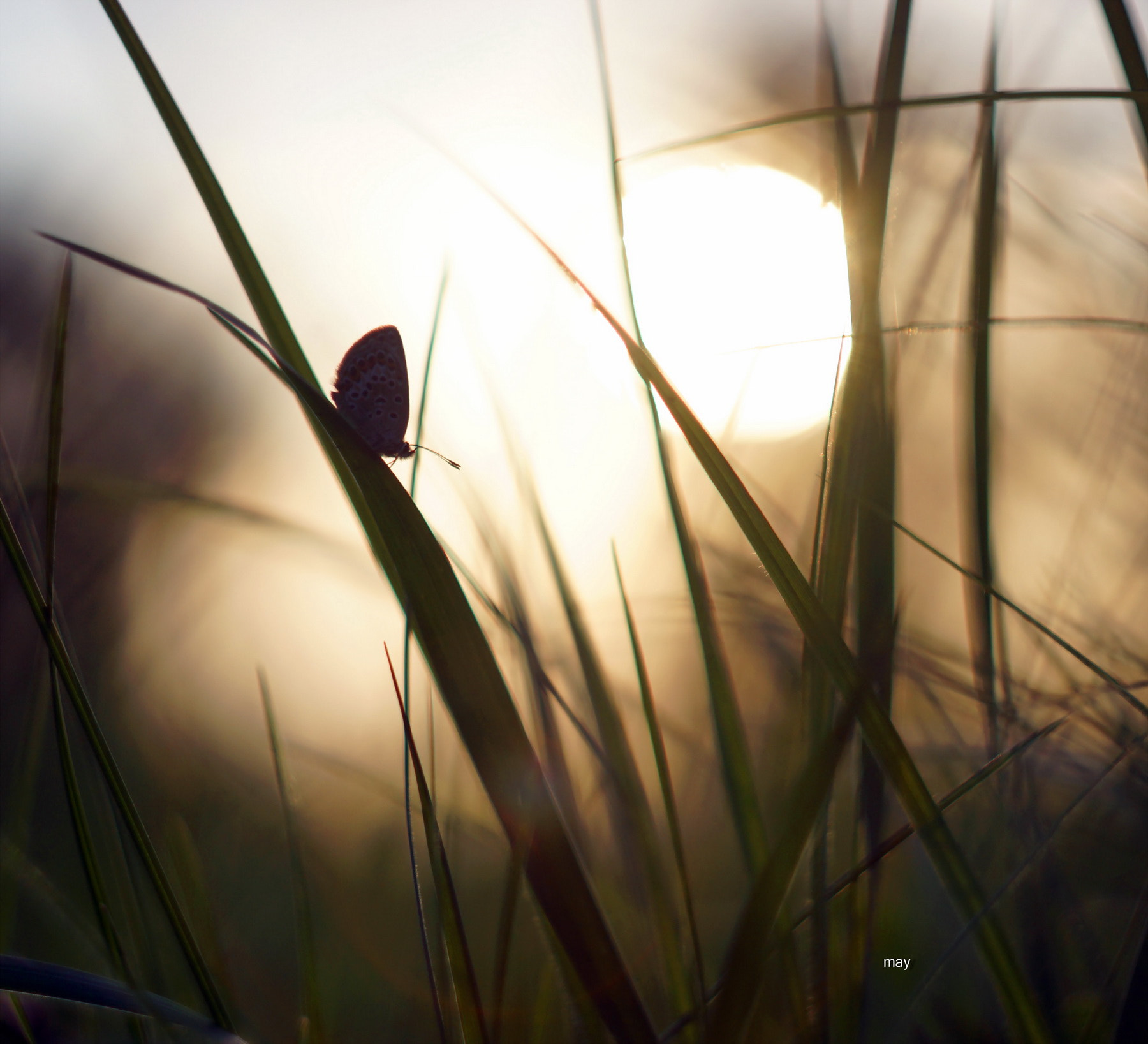 Sony SLT-A65 (SLT-A65V) + Minolta AF 50mm F1.7 sample photo. Evening walks.. photography